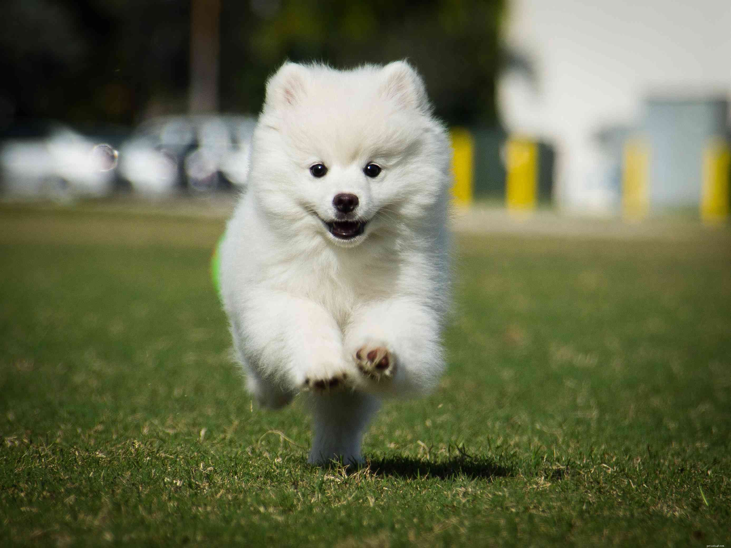 Top 10 American Dog Breeds: Unique, Loyal, and Loved Nationwide