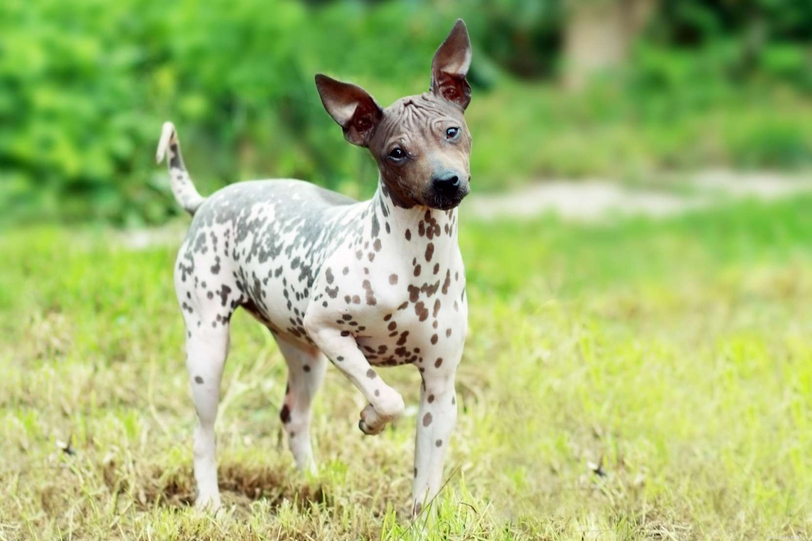 Top 10 American Dog Breeds: Unique, Loyal, and Loved Nationwide