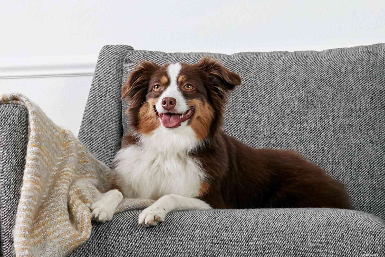 Top 10 American Dog Breeds: Unique, Loyal, and Loved Nationwide