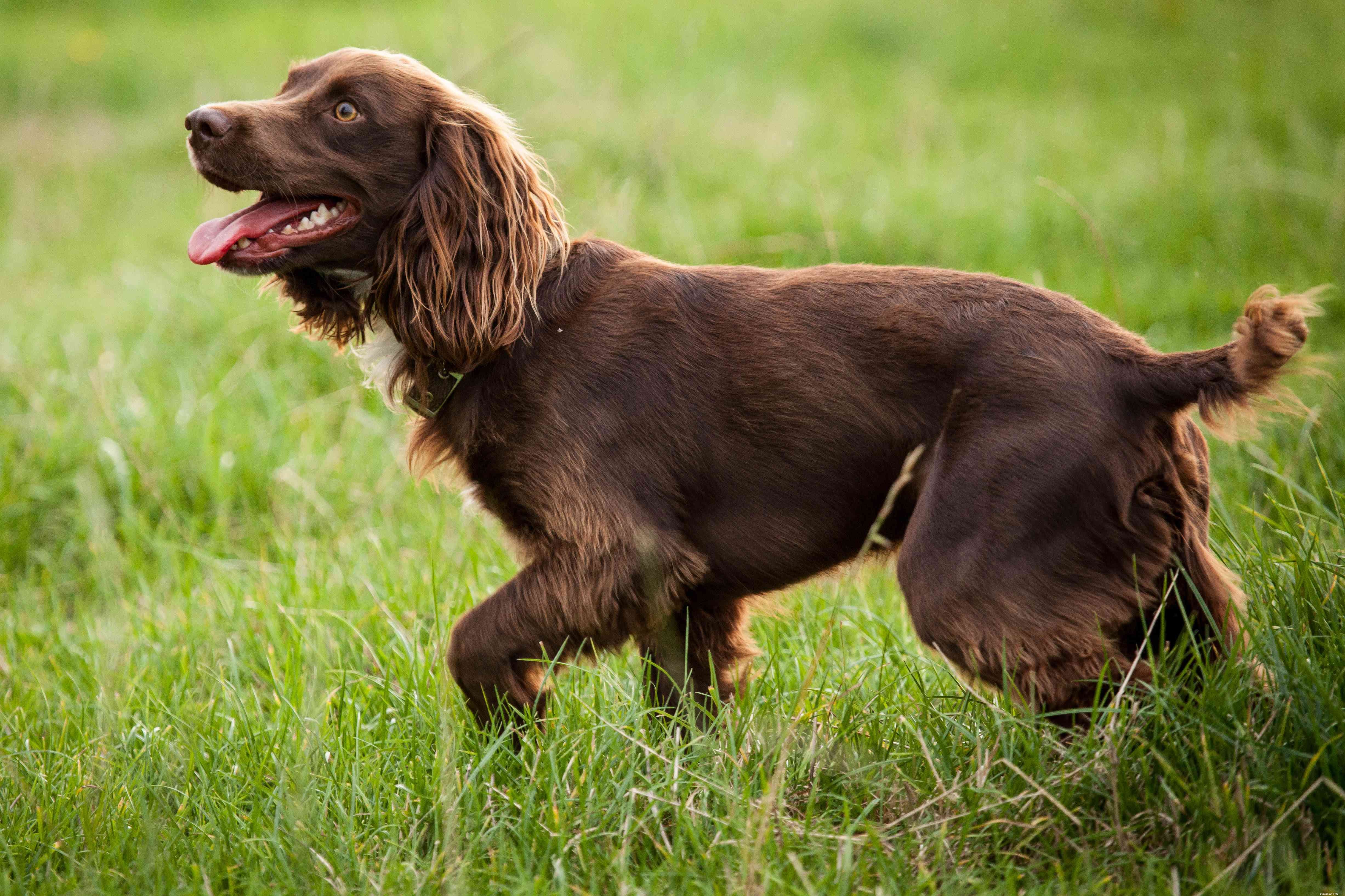 Top 10 American Dog Breeds: Unique, Loyal, and Loved Nationwide