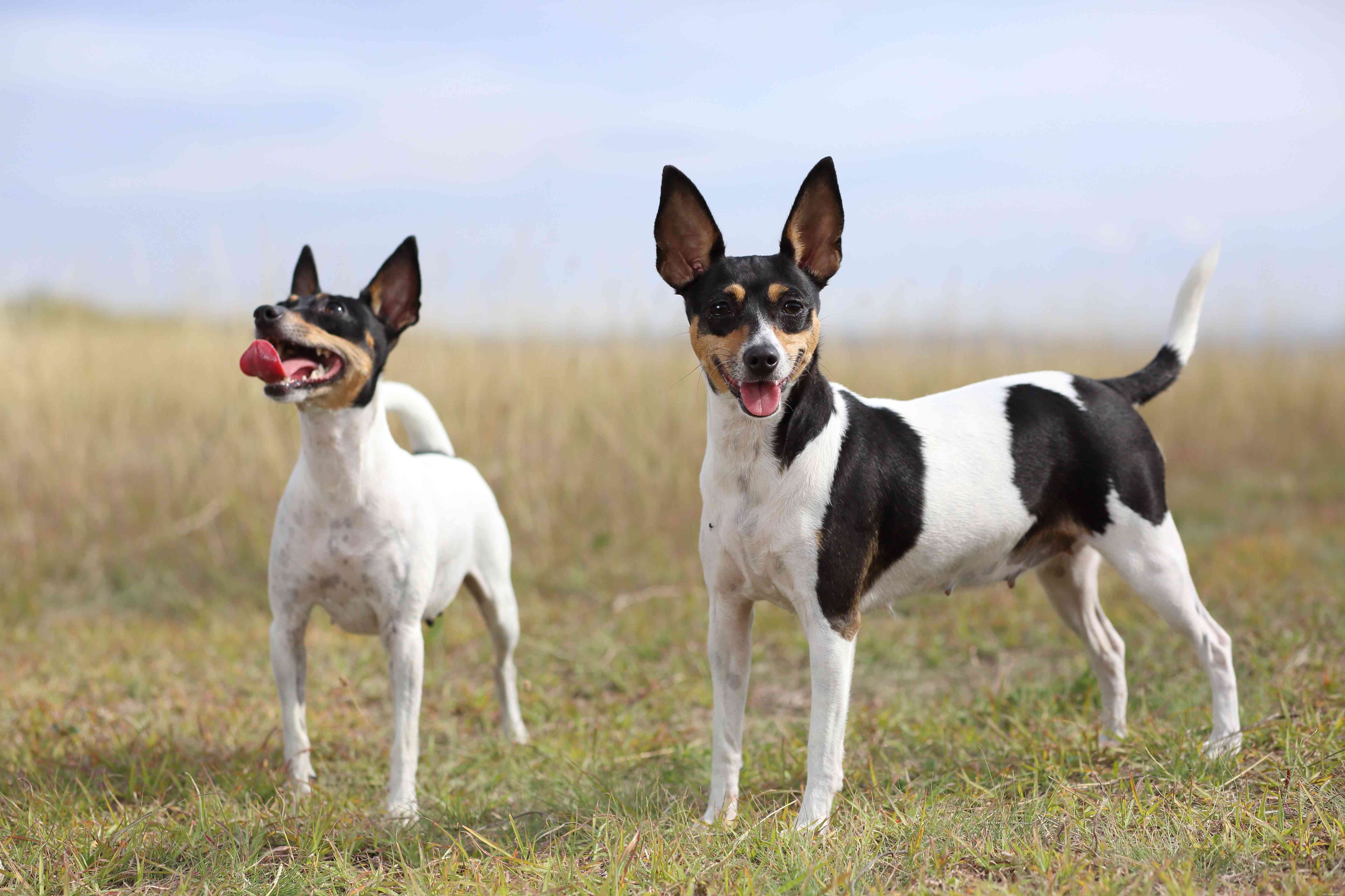 Top 10 American Dog Breeds: Unique, Loyal, and Loved Nationwide
