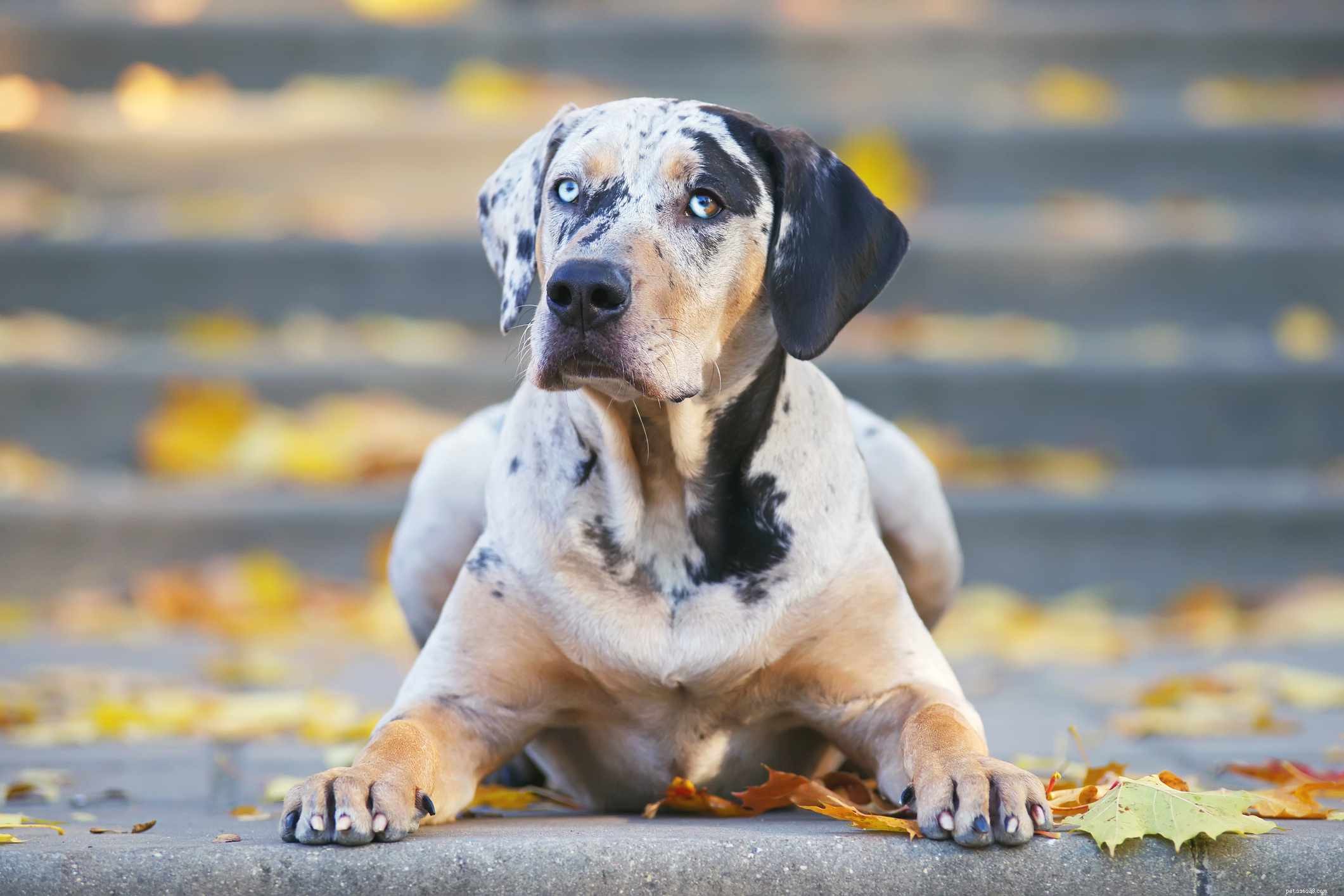 Top 10 American Dog Breeds: Unique, Loyal, and Loved Nationwide