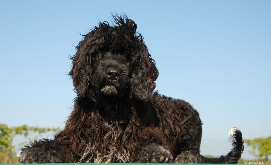 Top 10 Portuguese Dog Breeds: Heritage, Temperament, and Best Picks