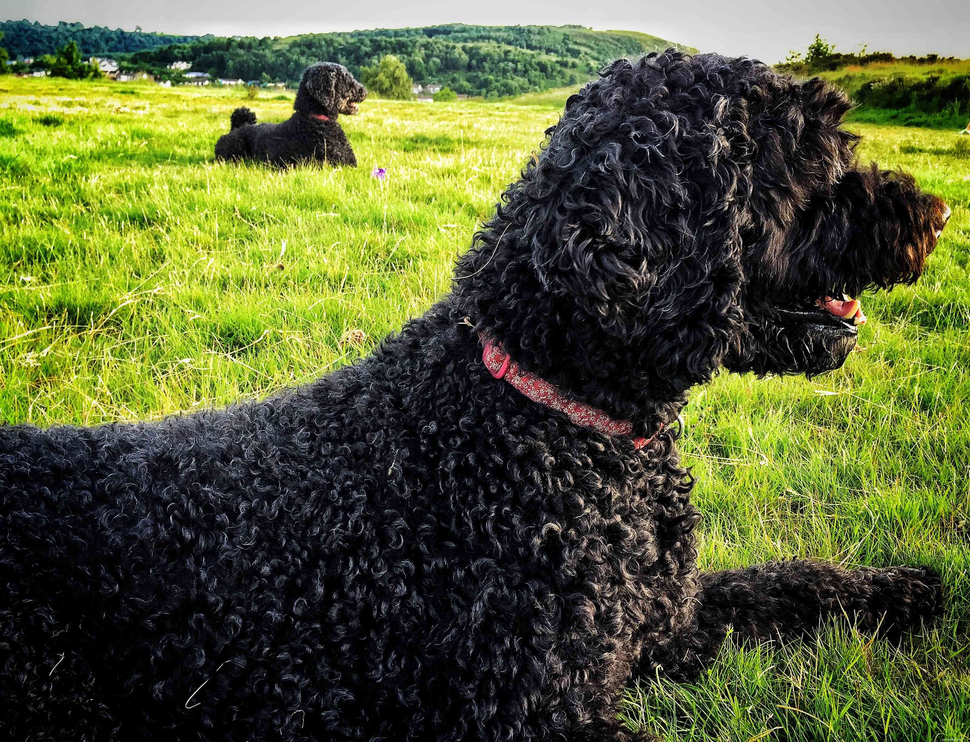 Top 10 Portuguese Dog Breeds: Heritage, Temperament, and Best Picks