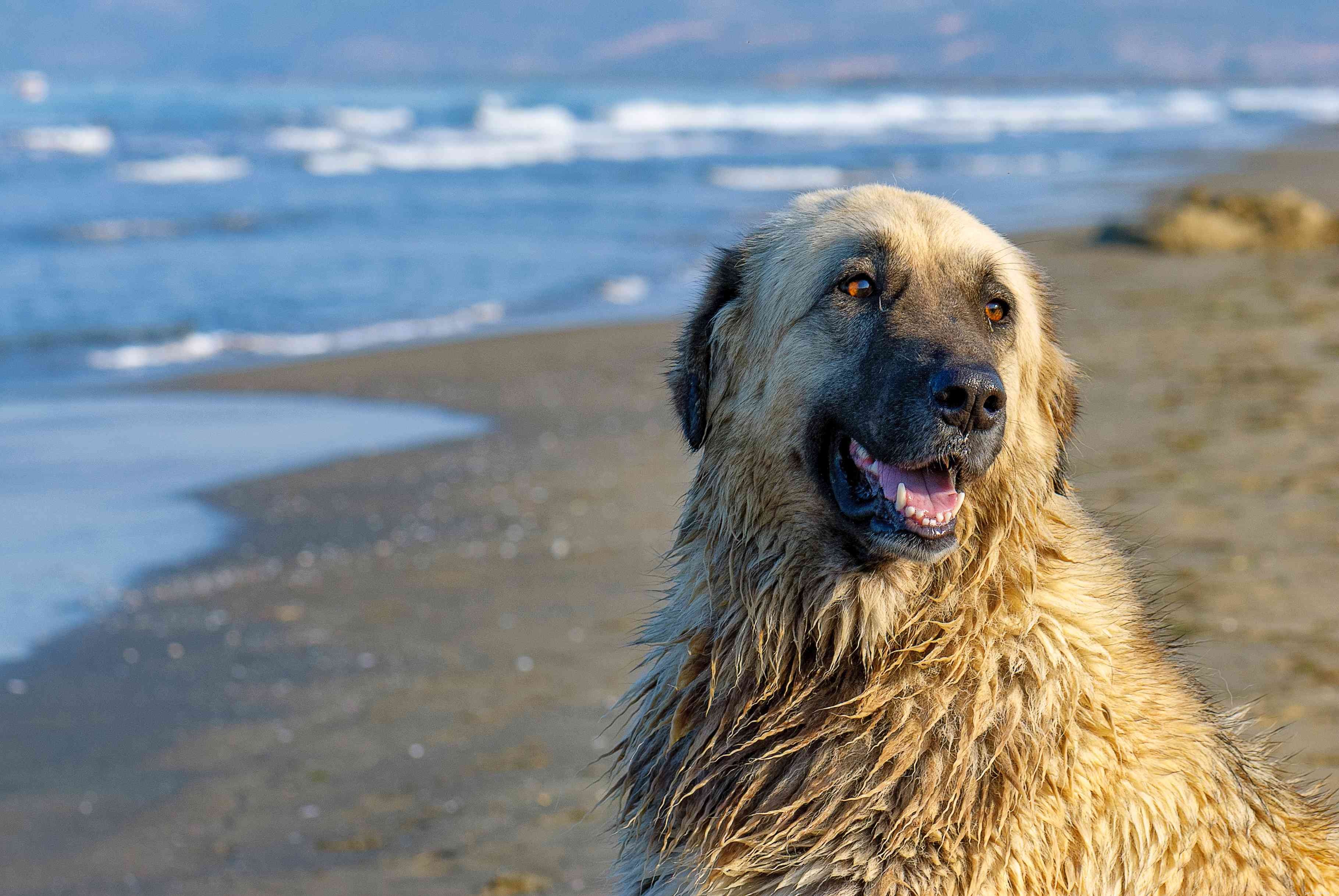 Top 10 Portuguese Dog Breeds: Heritage, Temperament, and Best Picks