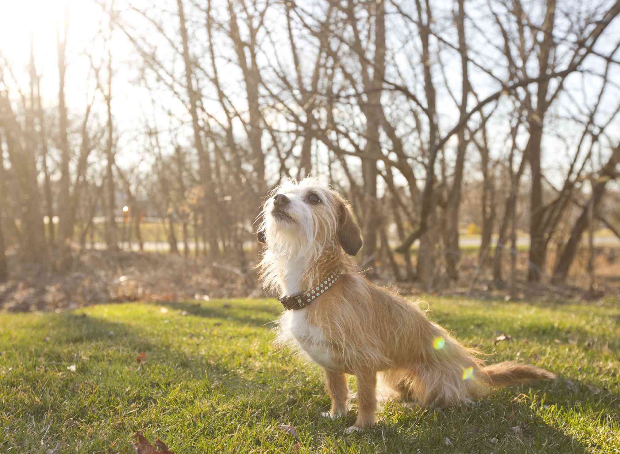 Top 10 Portuguese Dog Breeds: Heritage, Temperament, and Best Picks