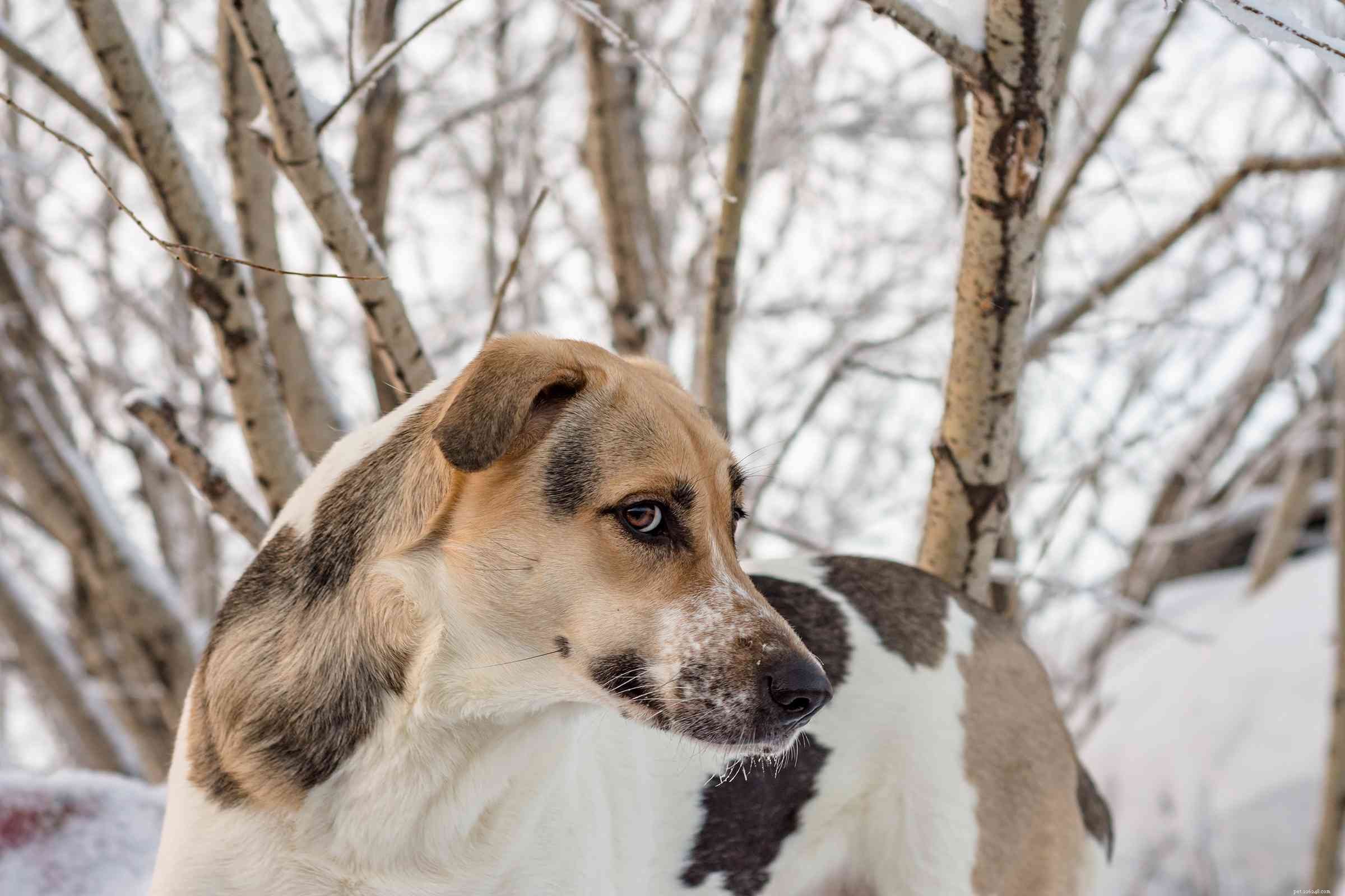 Top 10 Portuguese Dog Breeds: Heritage, Temperament, and Best Picks