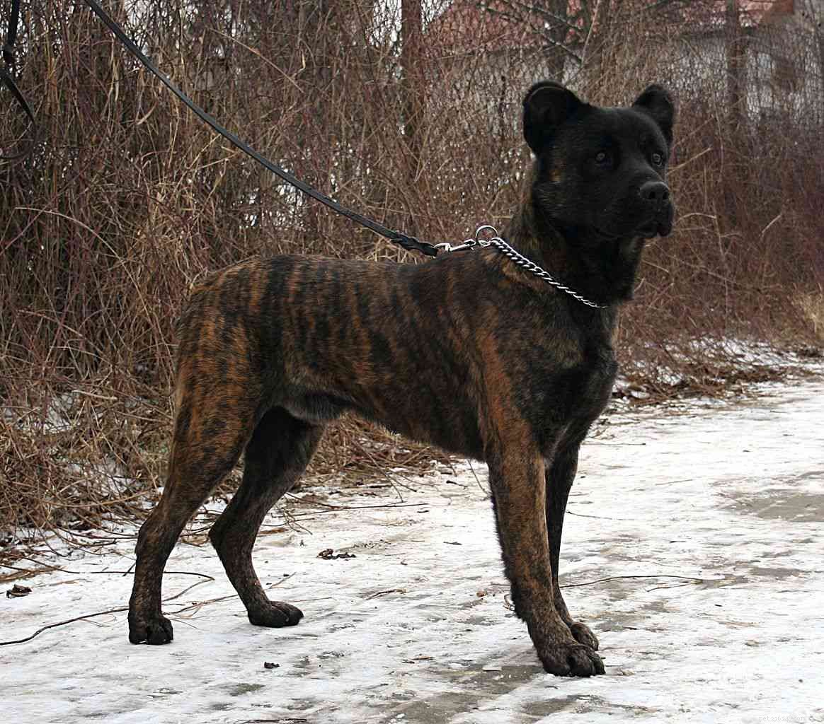 Top 10 Portuguese Dog Breeds: Heritage, Temperament, and Best Picks