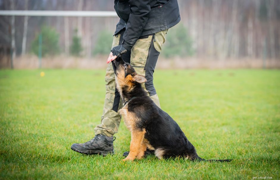 Cadaver Dogs: Their Critical Role in Missing Person Investigations