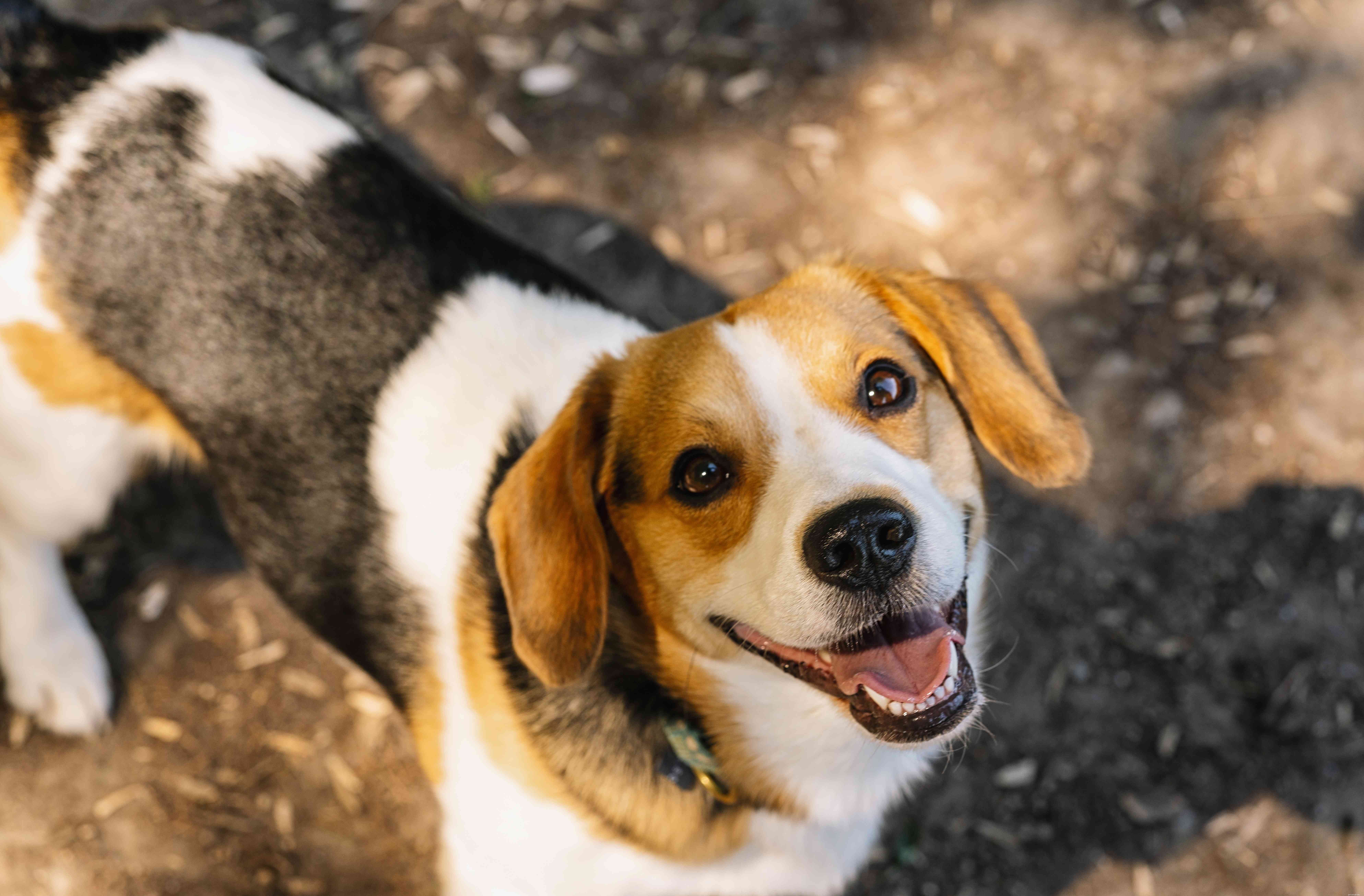Top 10 Iconic English Dog Breeds: From History to Care