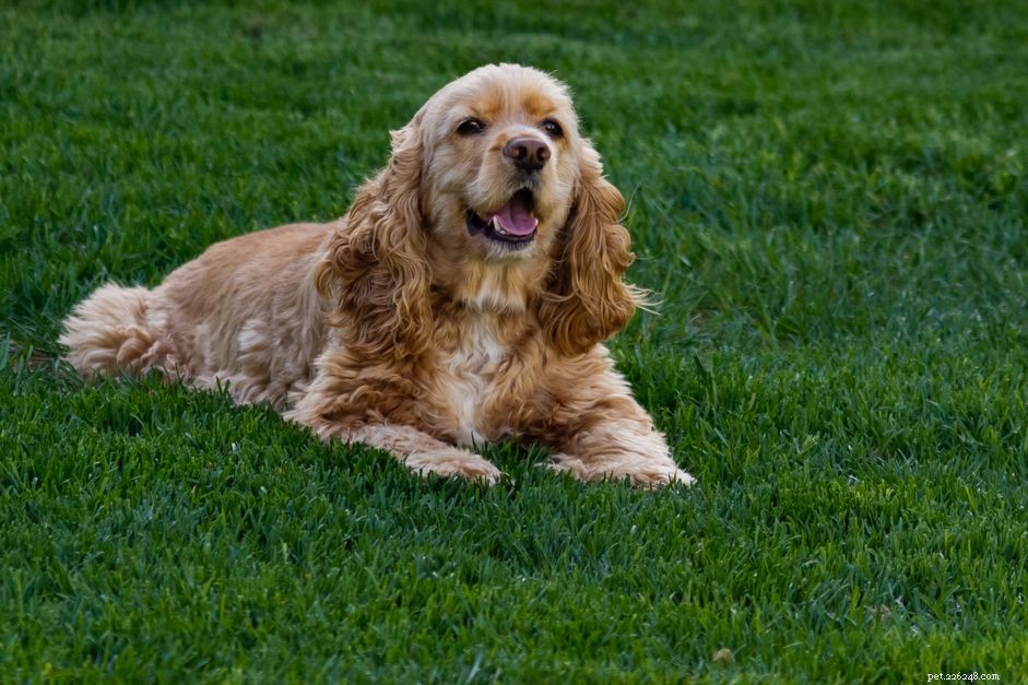 Top 10 Iconic English Dog Breeds: From History to Care
