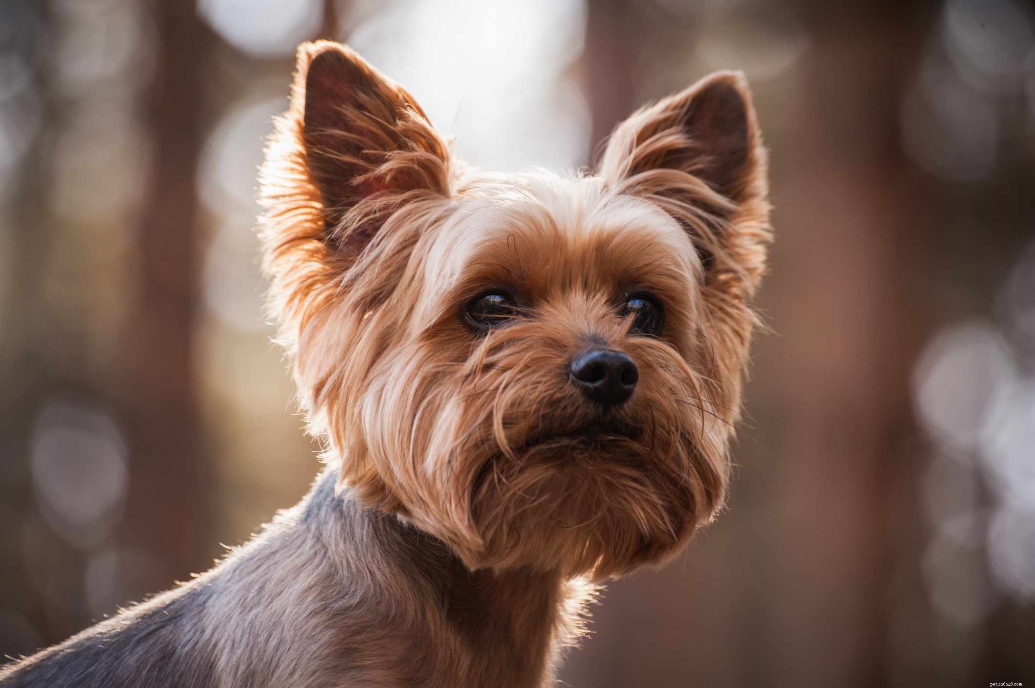 Top 10 Iconic English Dog Breeds: From History to Care