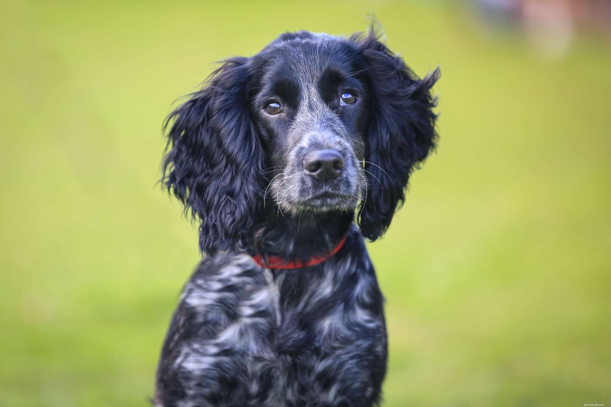 Top 10 Iconic English Dog Breeds: From History to Care
