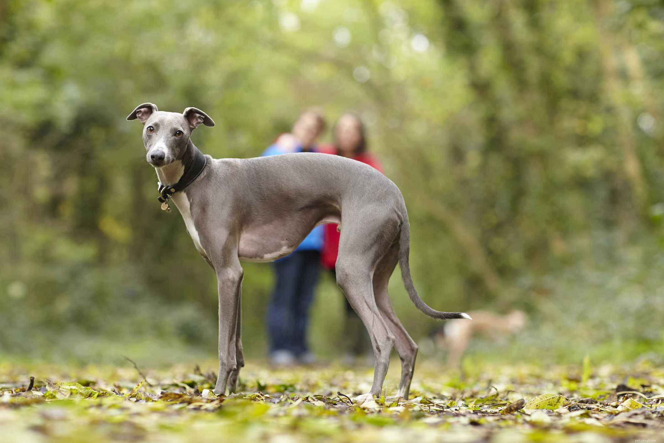 Top 10 Iconic English Dog Breeds: From History to Care