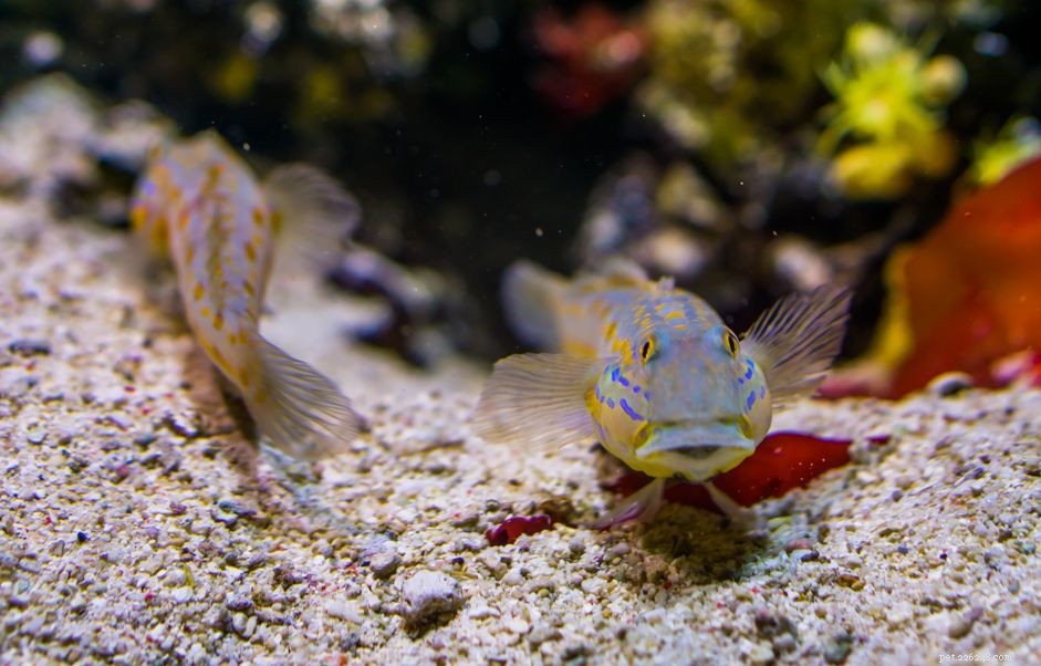 Transform Your Saltwater Aquarium with Sand‑Sifting Gobies: Natural Cleaners & Aeration