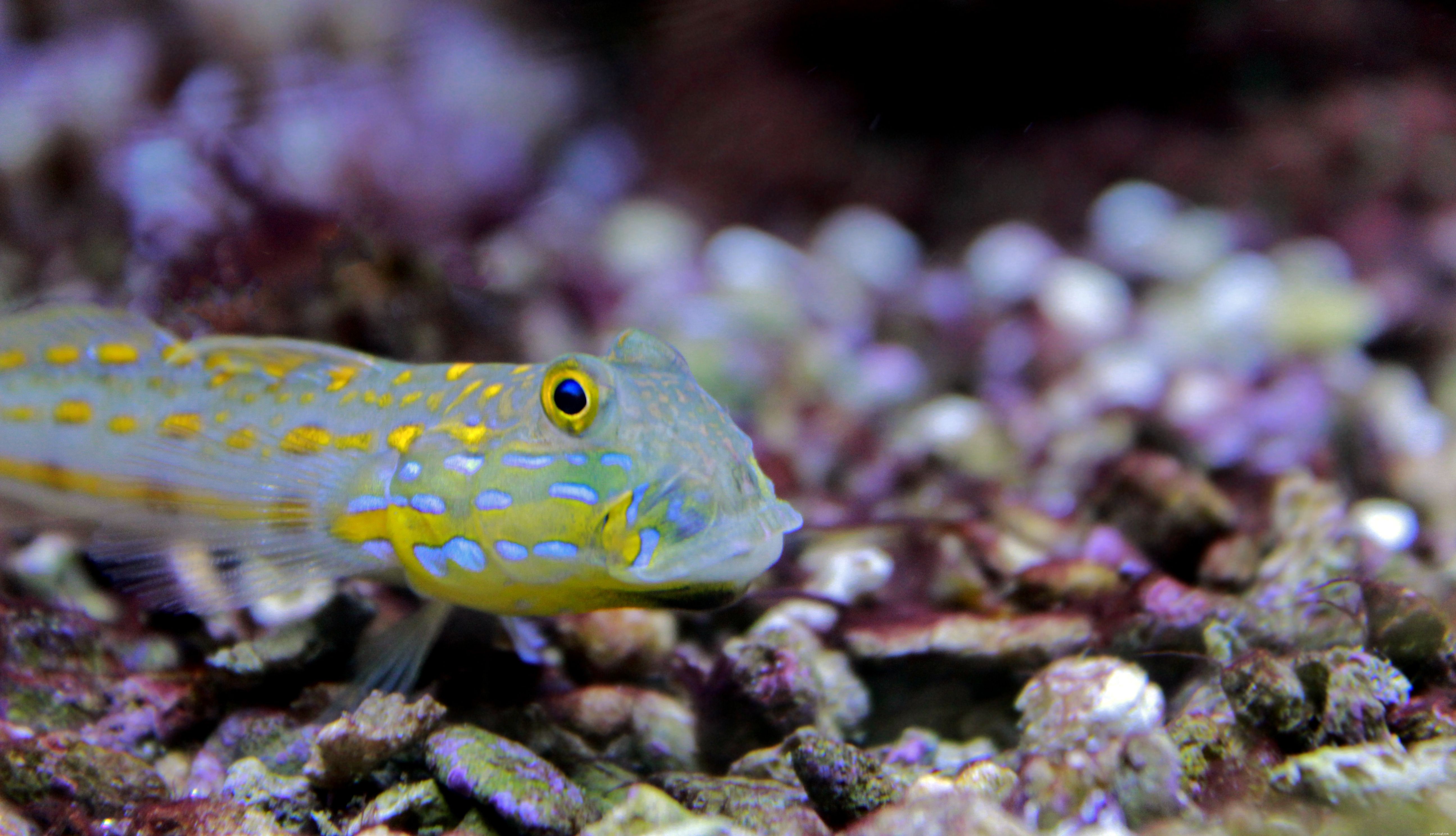 Transform Your Saltwater Aquarium with Sand‑Sifting Gobies: Natural Cleaners & Aeration