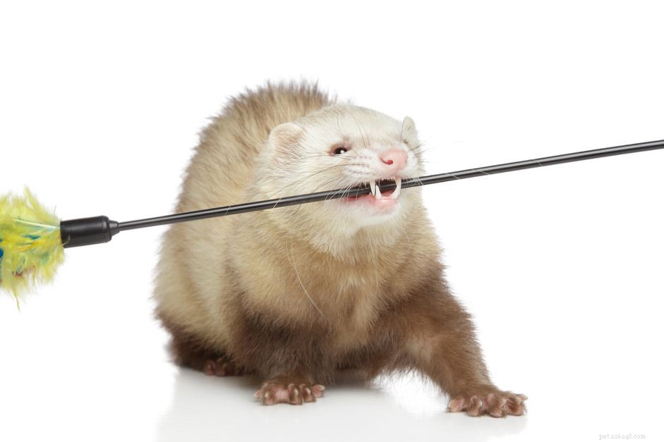 Understanding Ferret Biting: Causes, Prevention, and Care