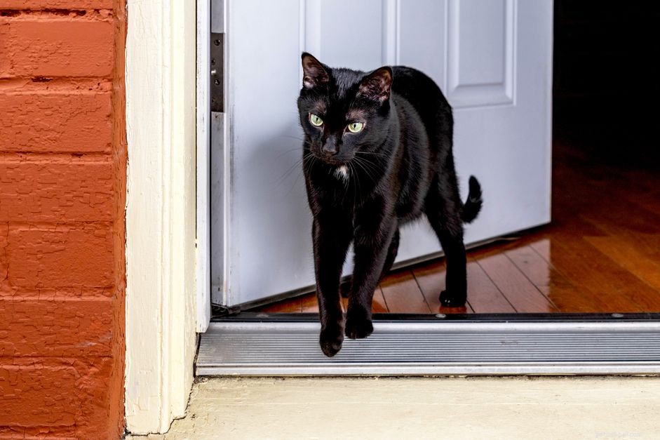 Prevent Your Cat from Escaping: Proven Tips to Keep Them Safe Inside