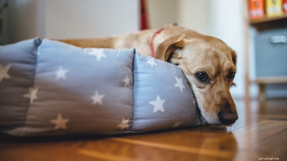 Iron Poisoning in Dogs: Symptoms, Treatment, and Prevention