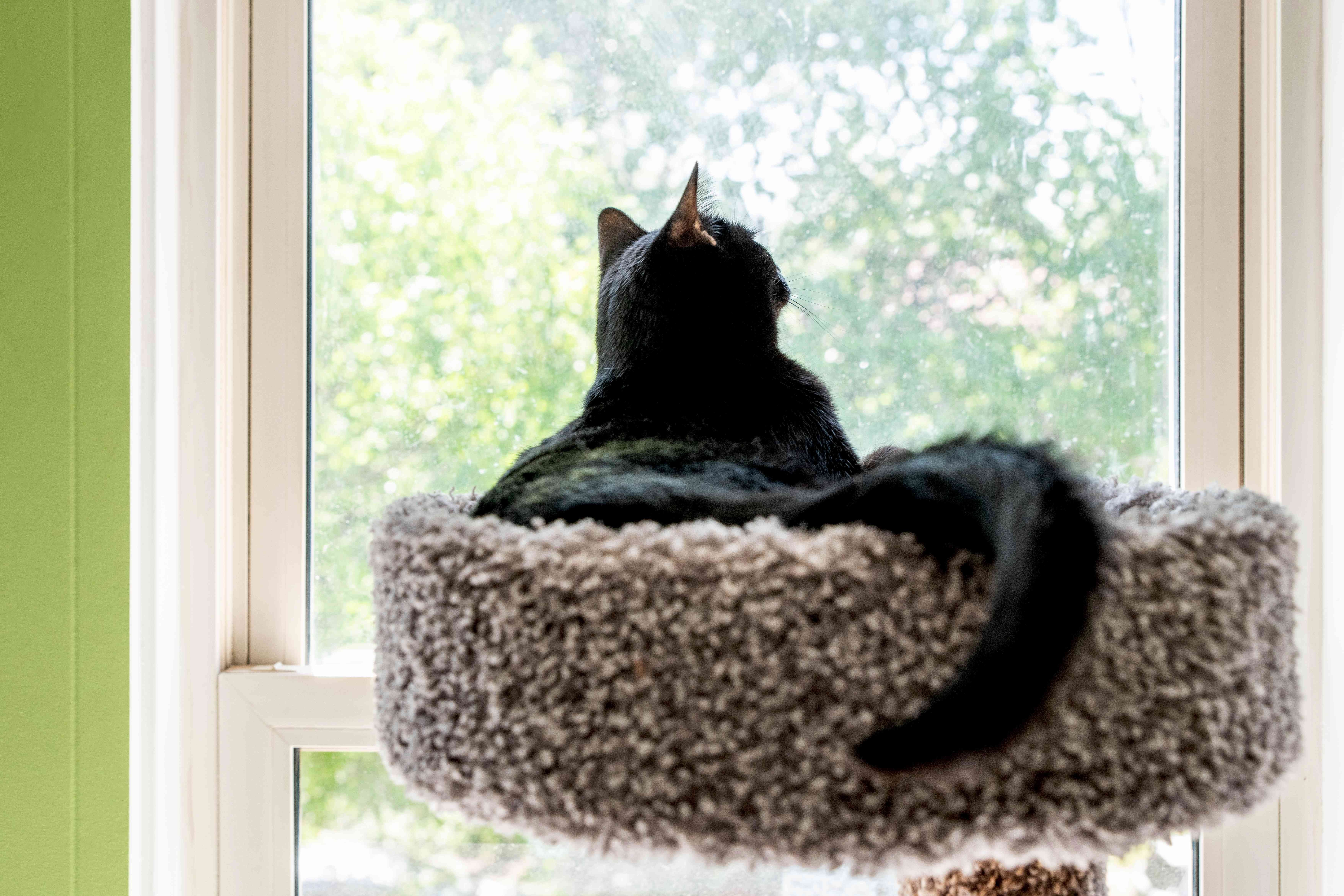 Prevent Your Cat from Escaping: Proven Tips to Keep Them Safe Inside