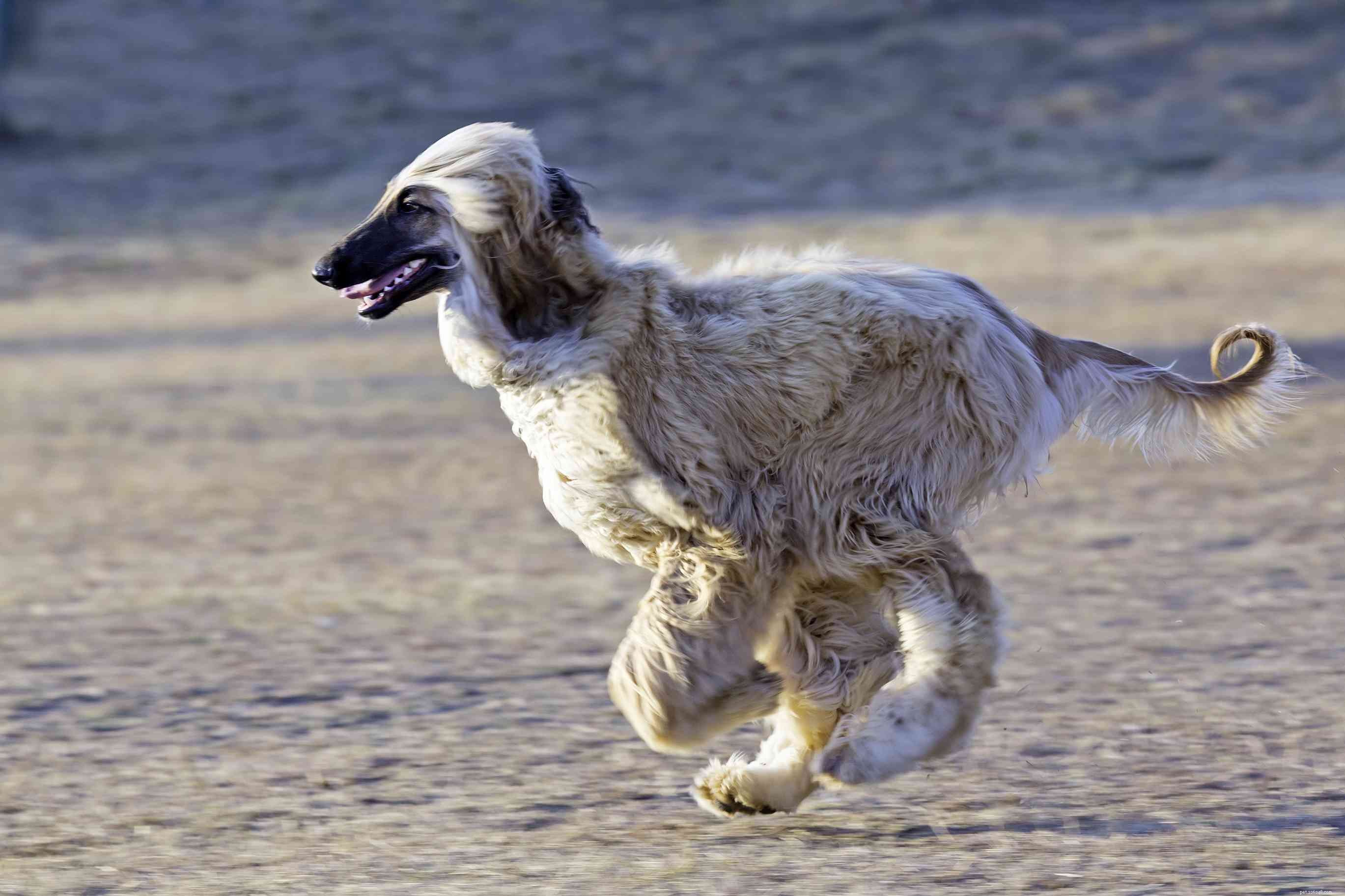 Top 12 Dog Breeds Perfect for Hot Climates