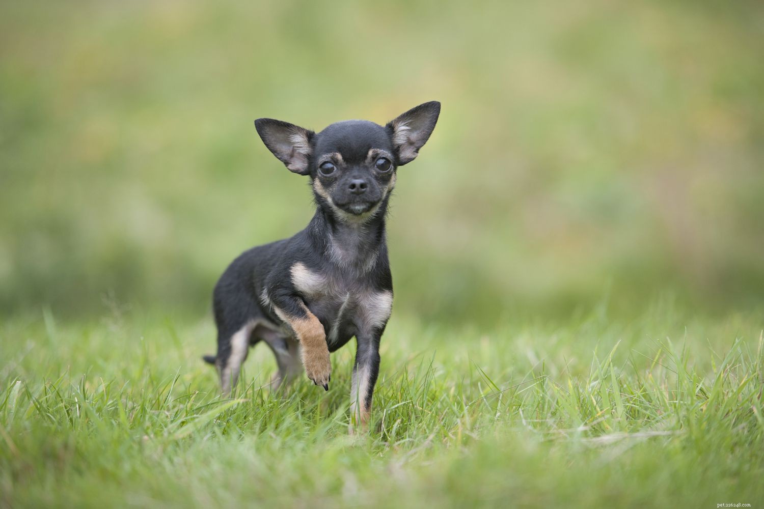 Top 12 Dog Breeds Perfect for Hot Climates