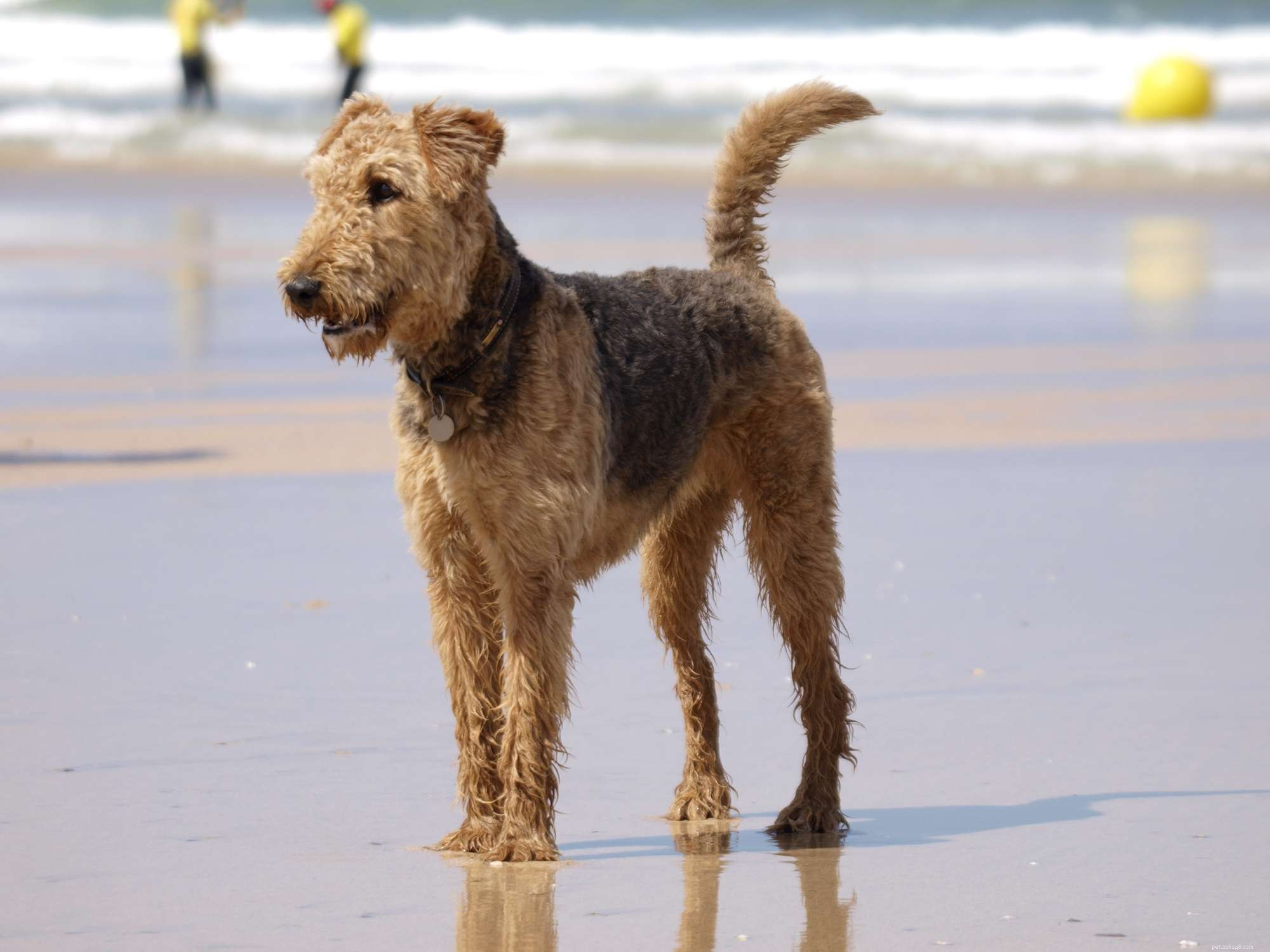 Top 12 Dog Breeds Perfect for Hot Climates