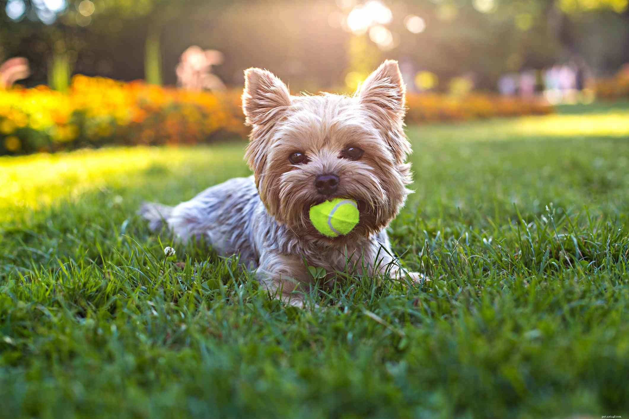 Top 12 Dog Breeds Perfect for Hot Climates
