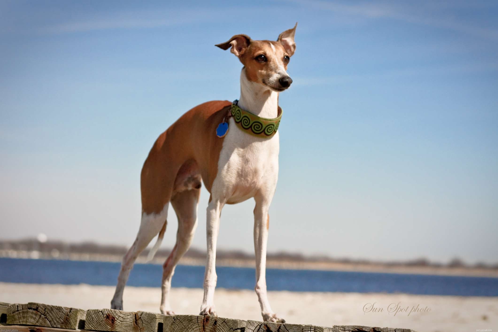 Top 12 Dog Breeds Perfect for Hot Climates