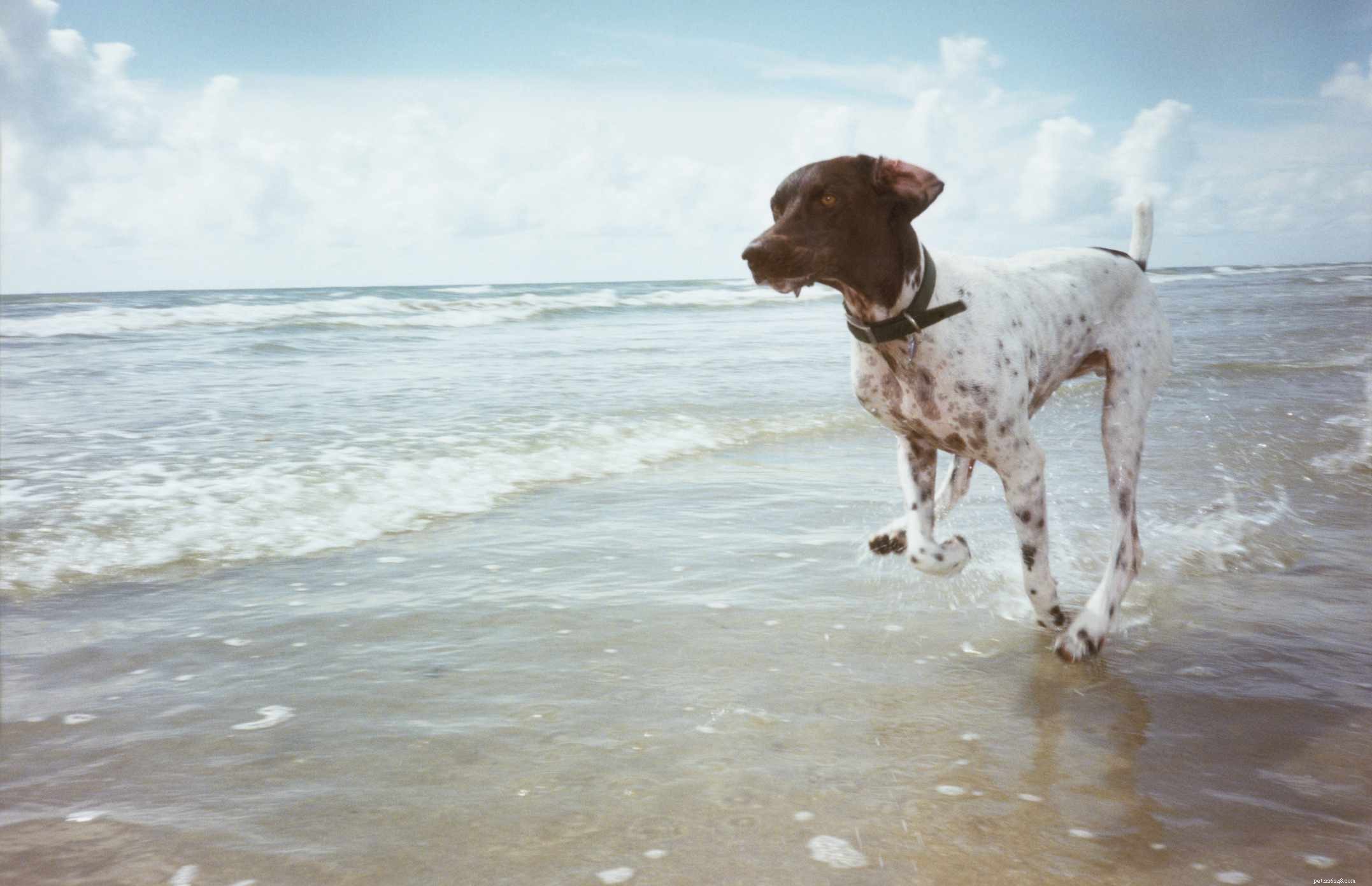 Top 12 Dog Breeds Perfect for Hot Climates