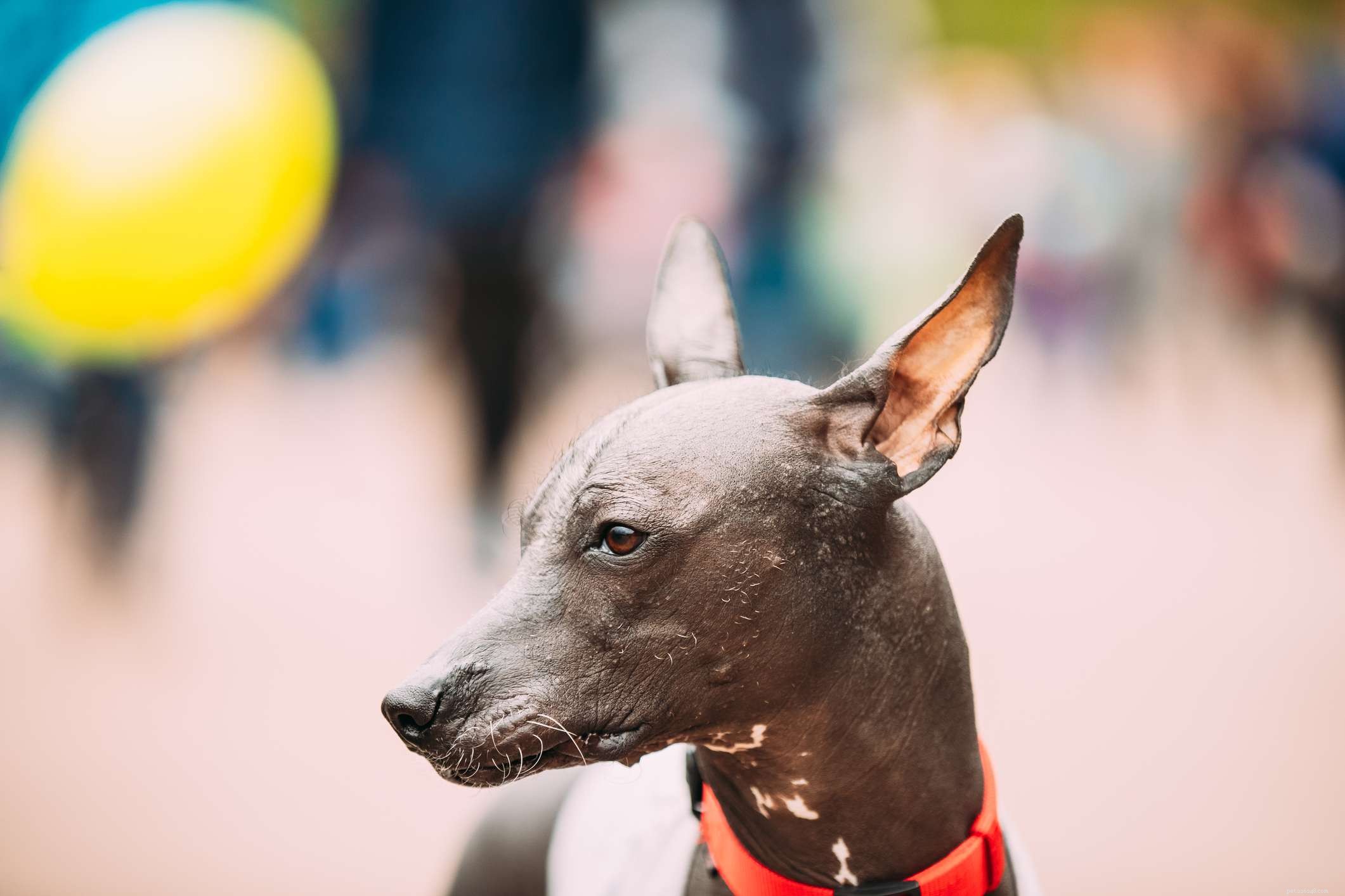 Top 12 Dog Breeds Perfect for Hot Climates