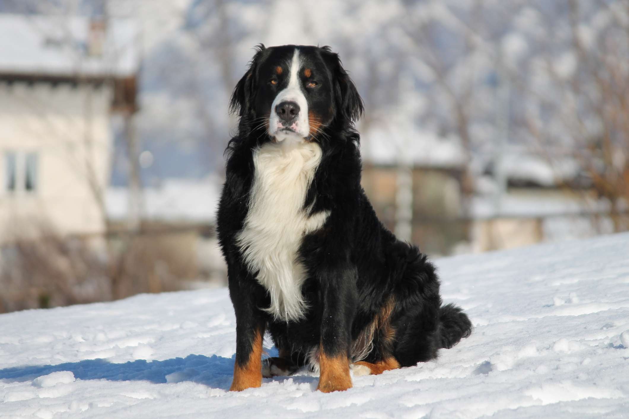 Top 11 Double-Coated Dog Breeds Ideal for Extreme Weather