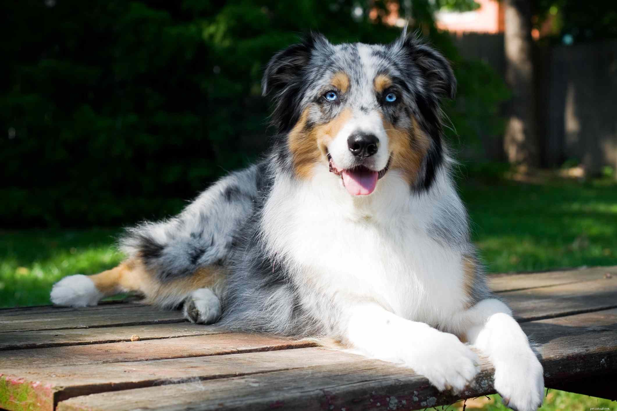 Top 11 Double-Coated Dog Breeds Ideal for Extreme Weather
