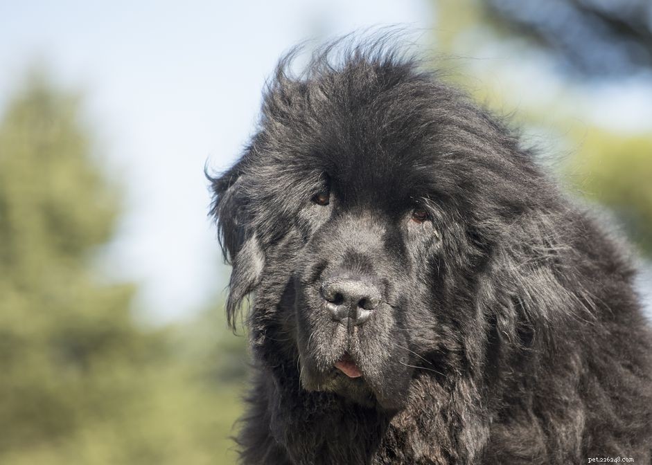 Top 11 Double-Coated Dog Breeds Ideal for Extreme Weather