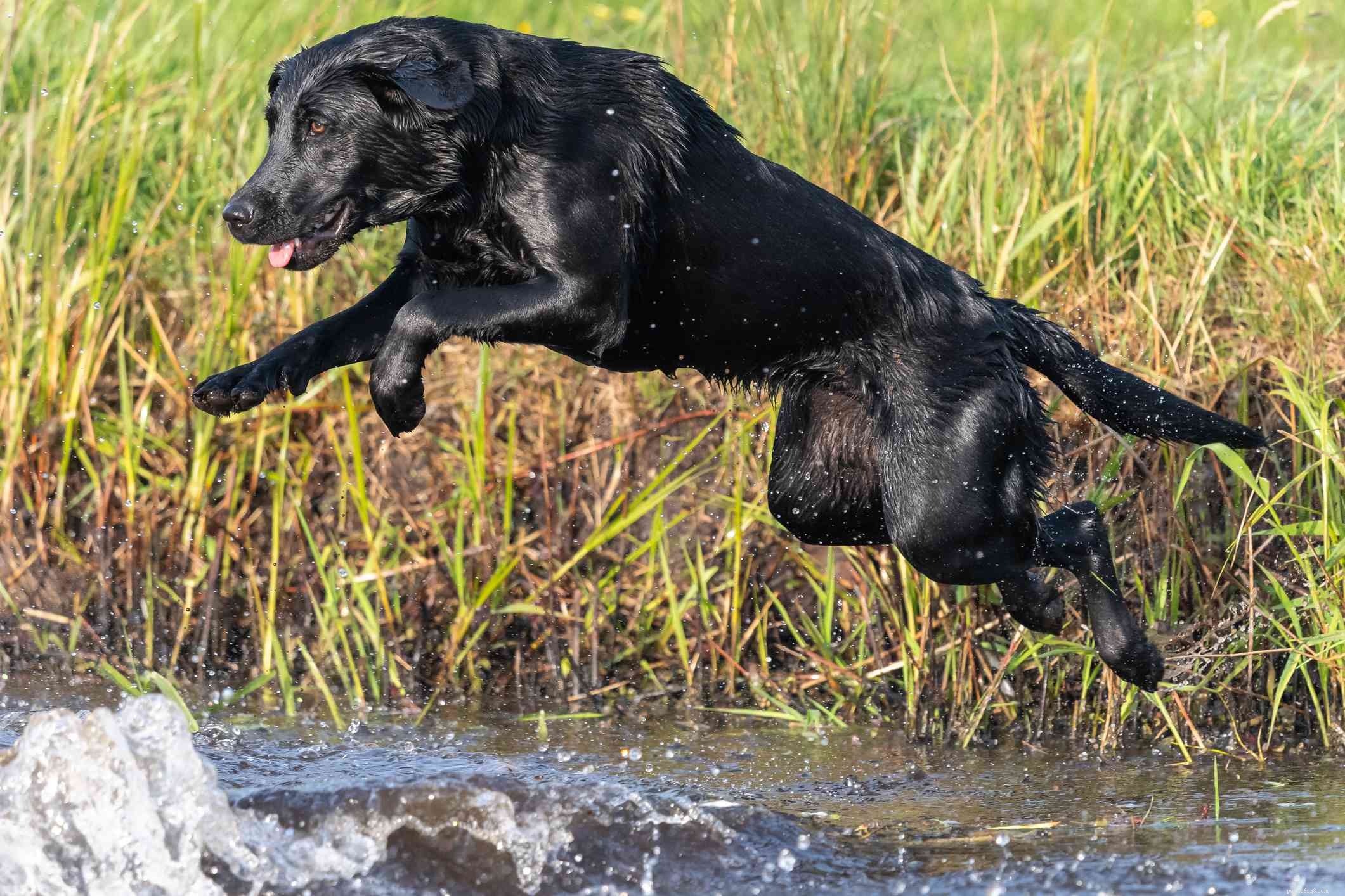 Top 11 Double-Coated Dog Breeds Ideal for Extreme Weather