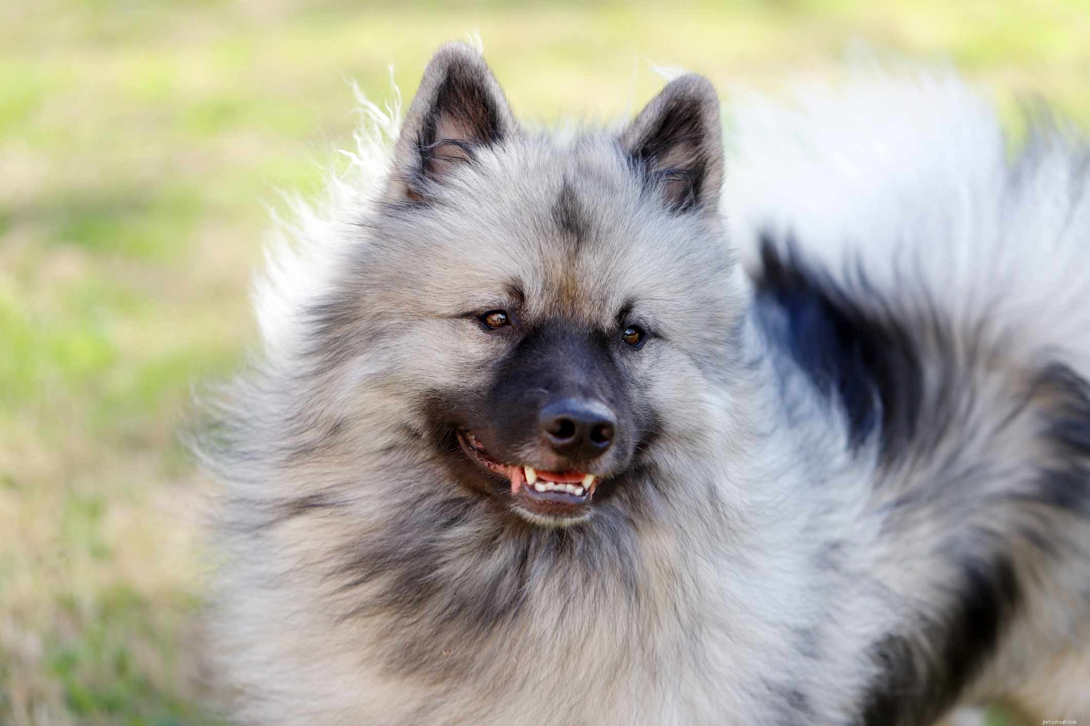 Top 11 Double-Coated Dog Breeds Ideal for Extreme Weather