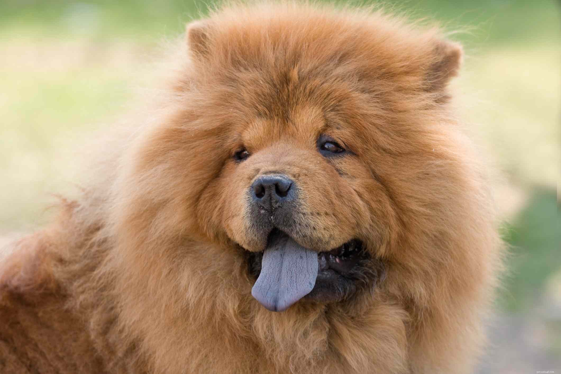 Top 11 Double-Coated Dog Breeds Ideal for Extreme Weather
