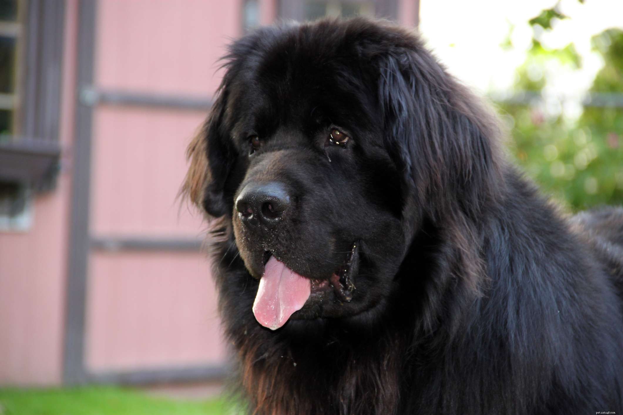 Top 11 Double-Coated Dog Breeds Ideal for Extreme Weather