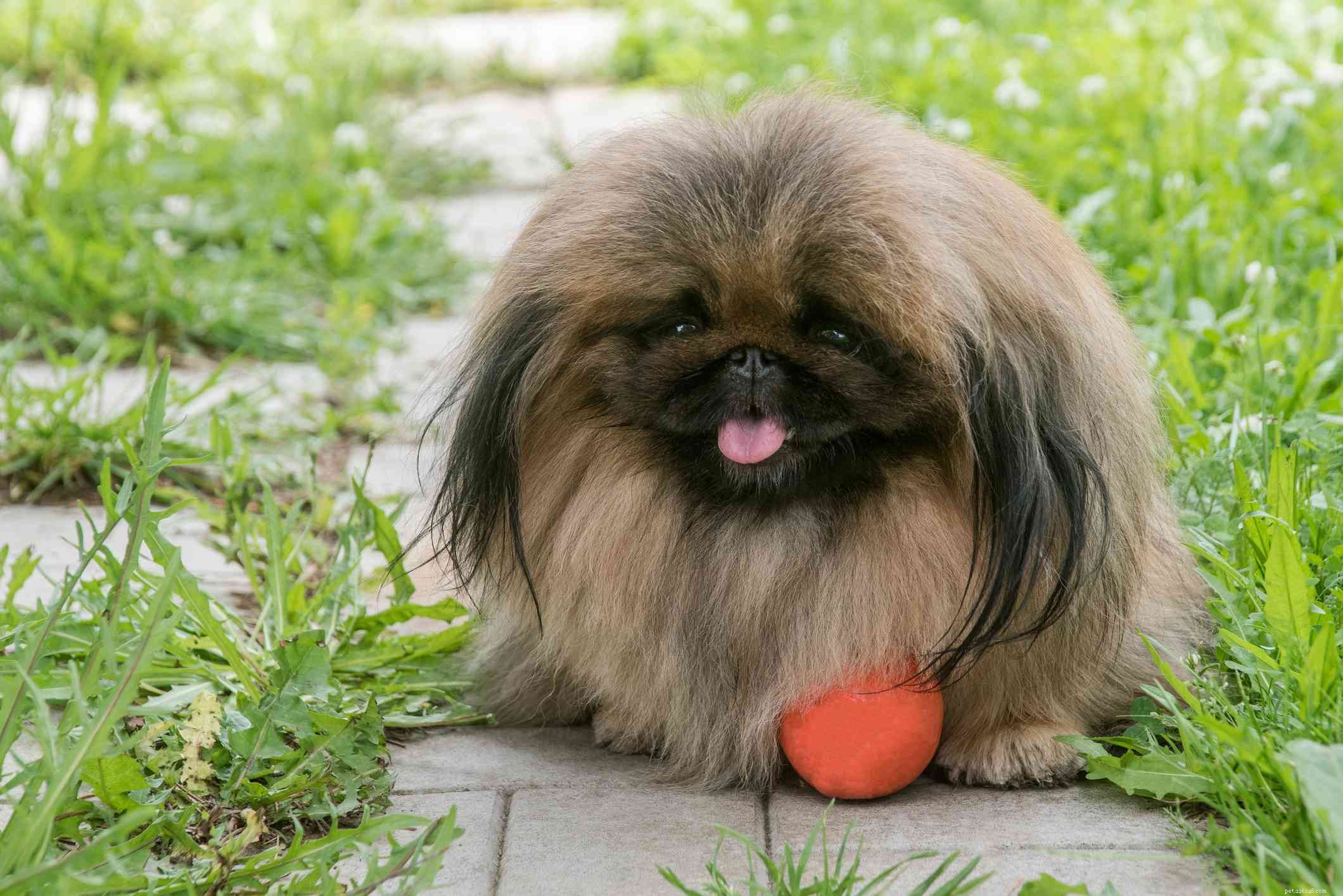 Top 11 Double-Coated Dog Breeds Ideal for Extreme Weather