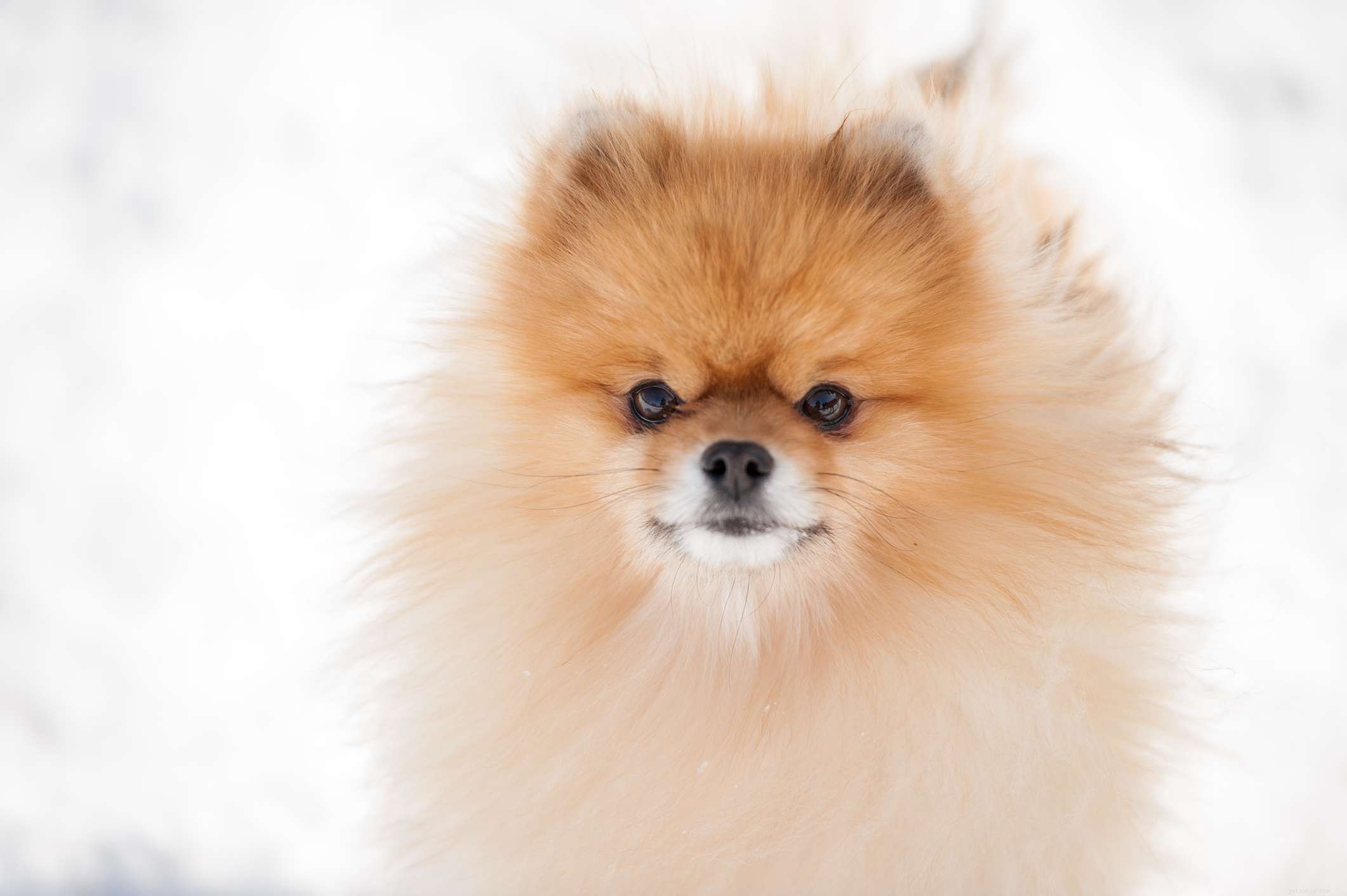 Top 11 Double-Coated Dog Breeds Ideal for Extreme Weather