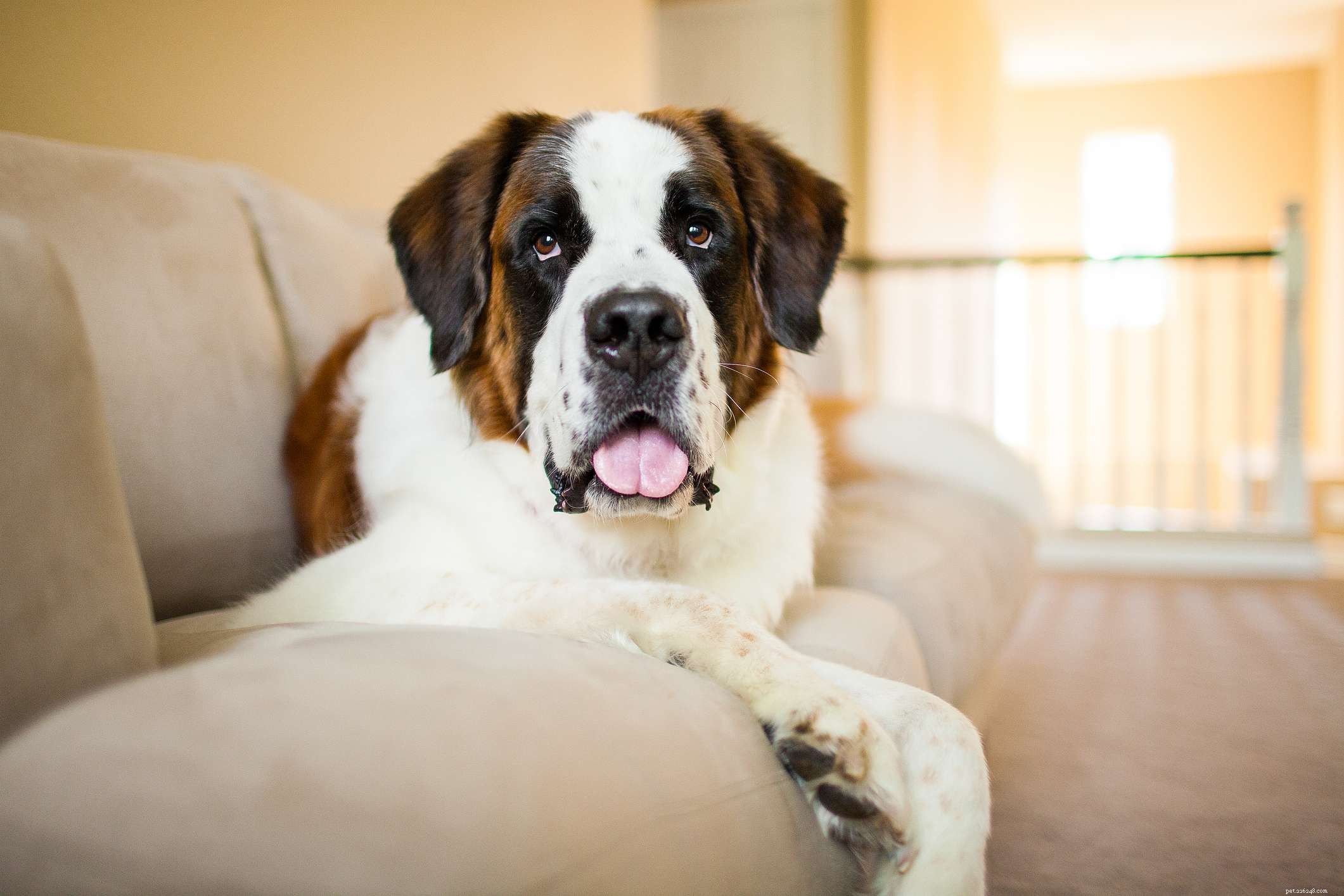 Top 11 Double-Coated Dog Breeds Ideal for Extreme Weather