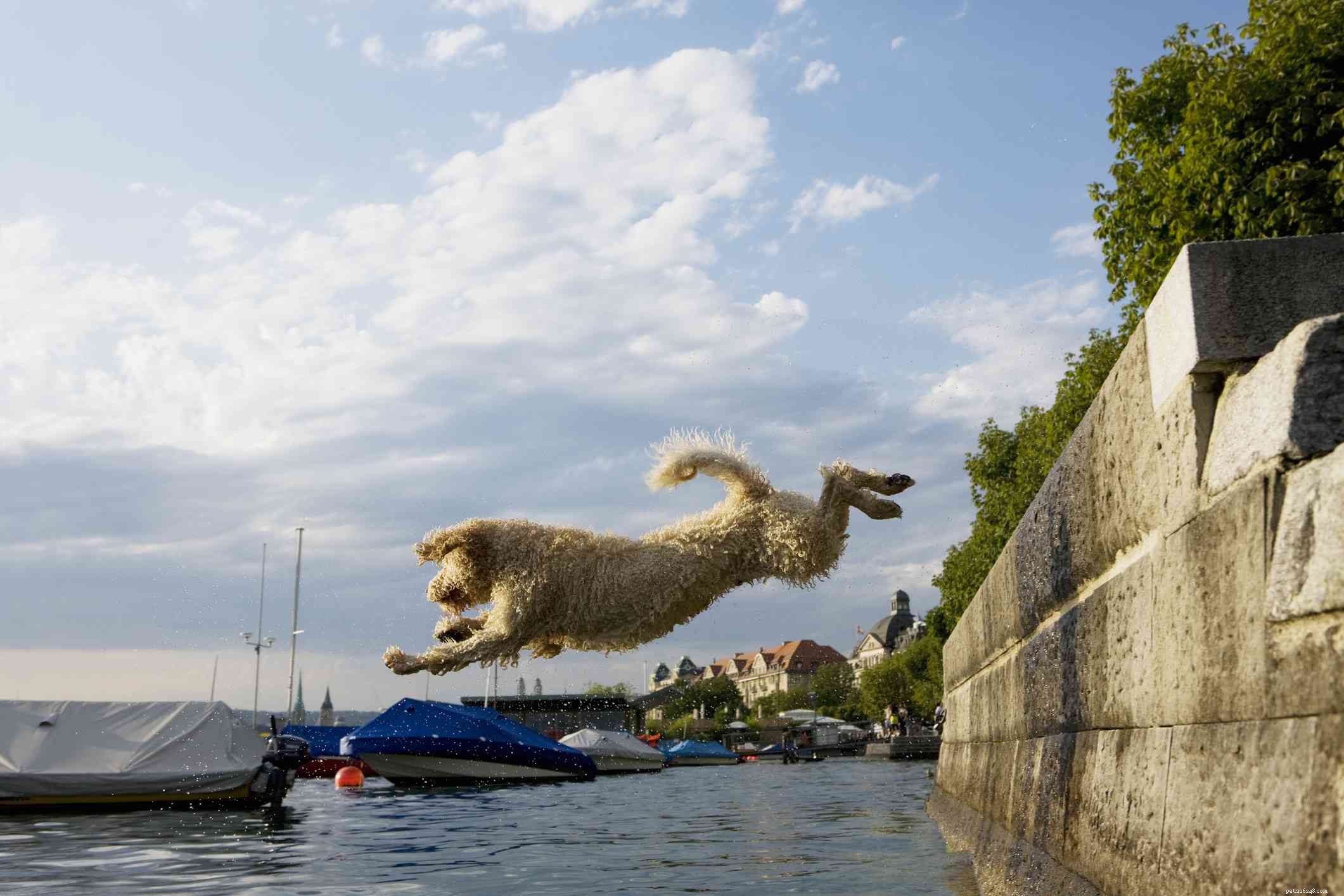Top 10 Dog Breeds Ideal for Swimming & Water Adventures