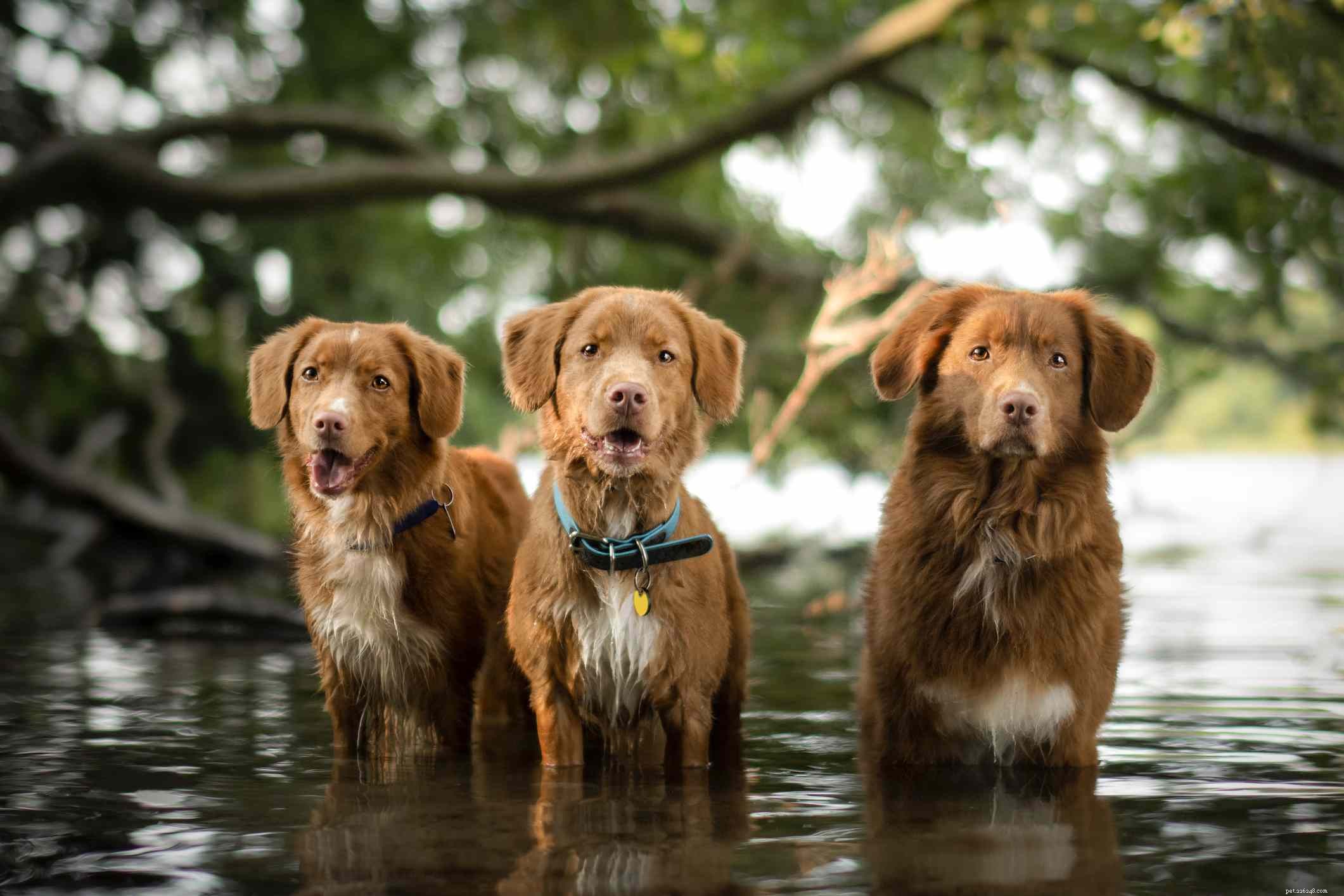 Top 10 Dog Breeds Ideal for Swimming & Water Adventures