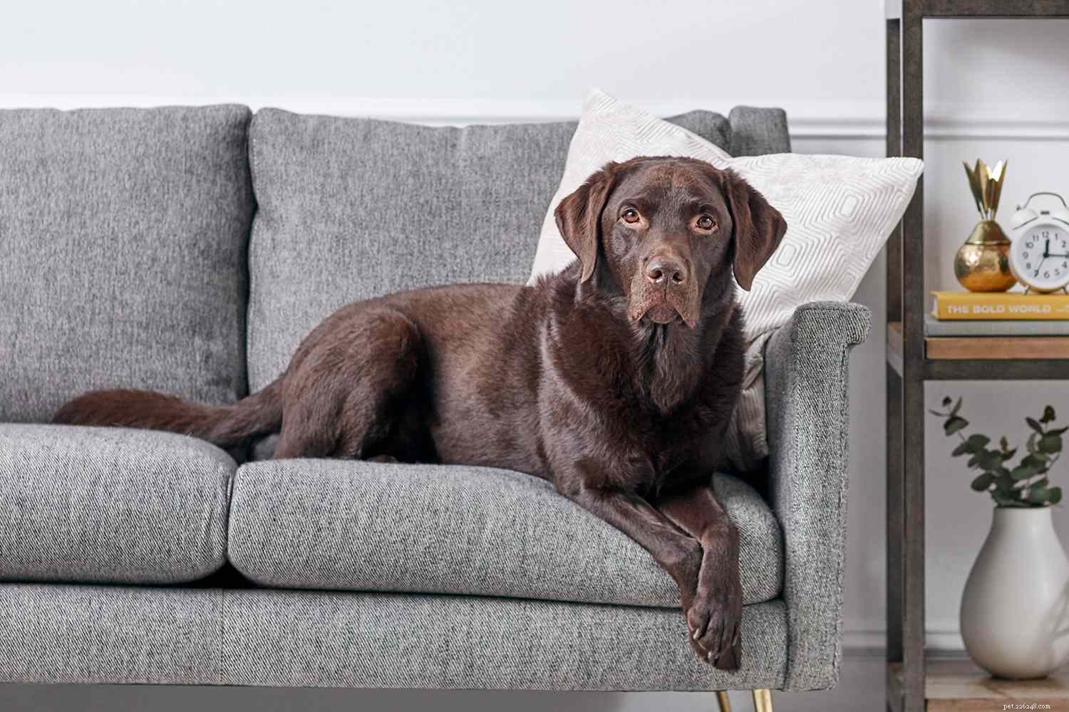 Top 10 Dog Breeds Ideal for Swimming & Water Adventures