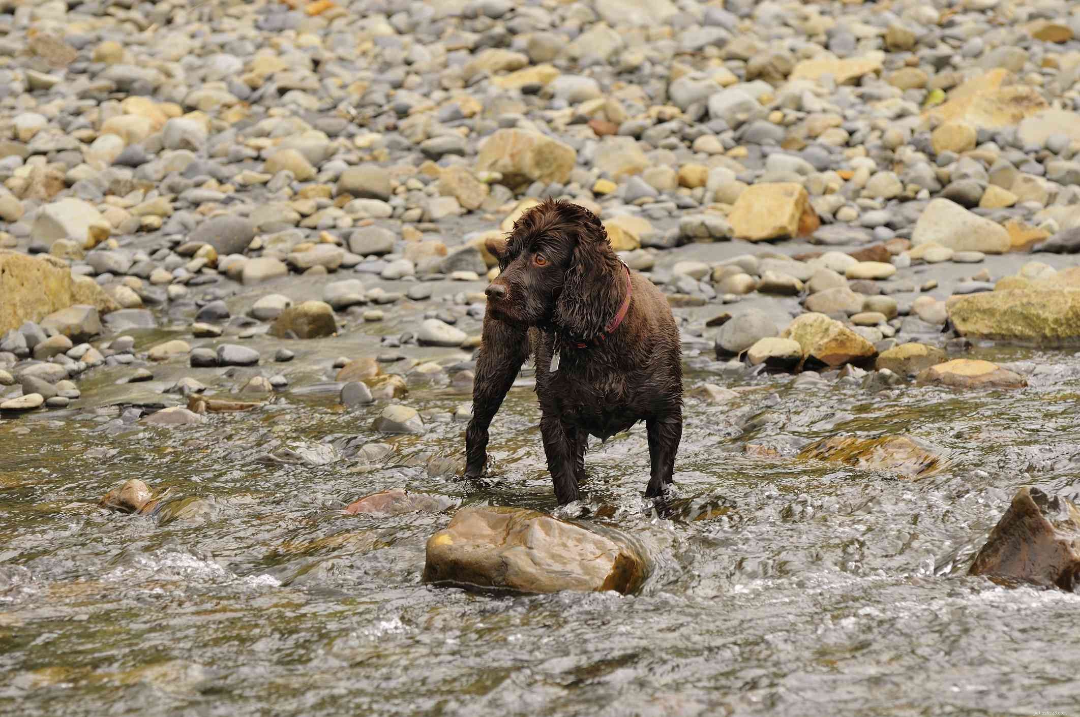 Top 10 Dog Breeds Ideal for Swimming & Water Adventures