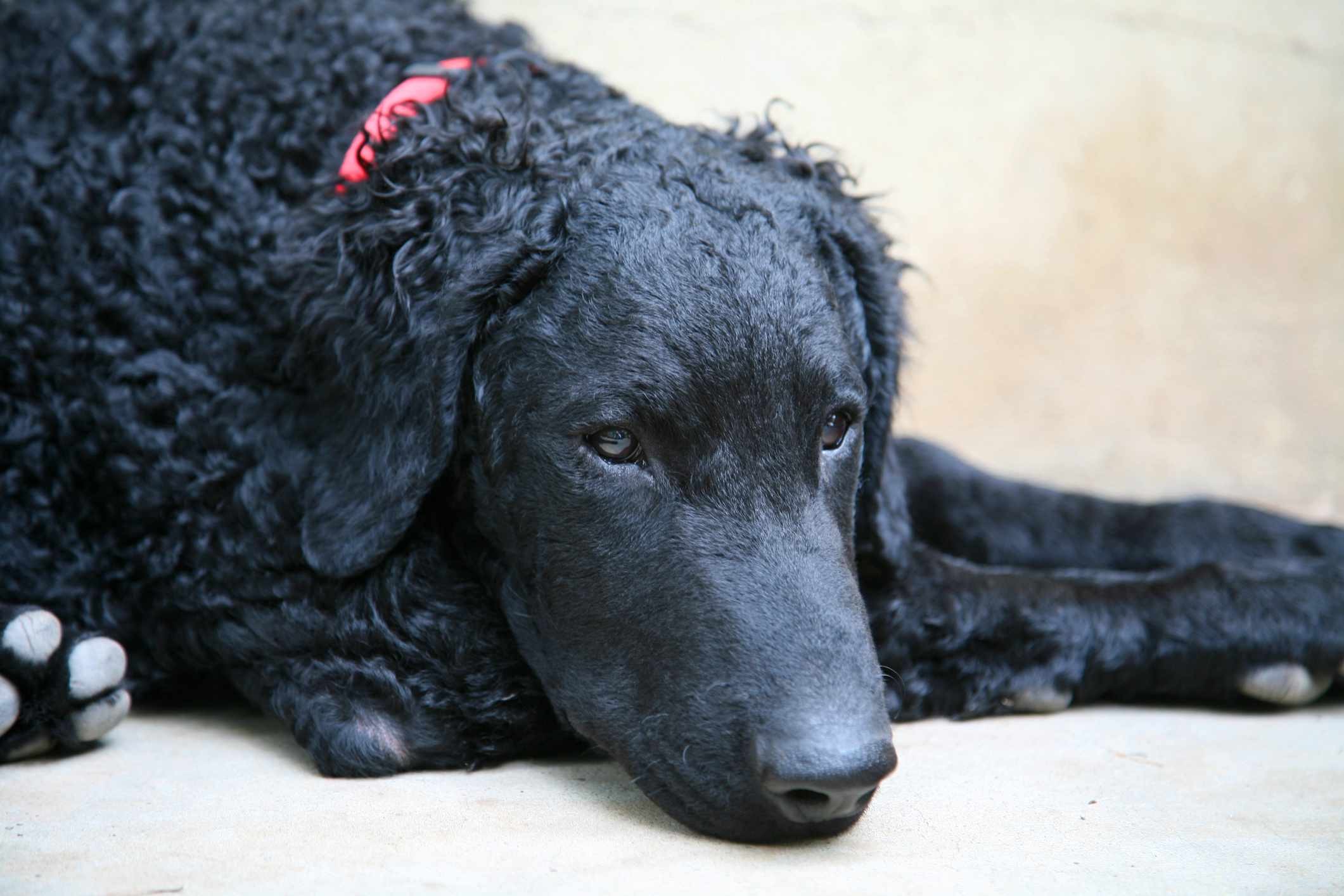 Top 10 Dog Breeds Ideal for Swimming & Water Adventures