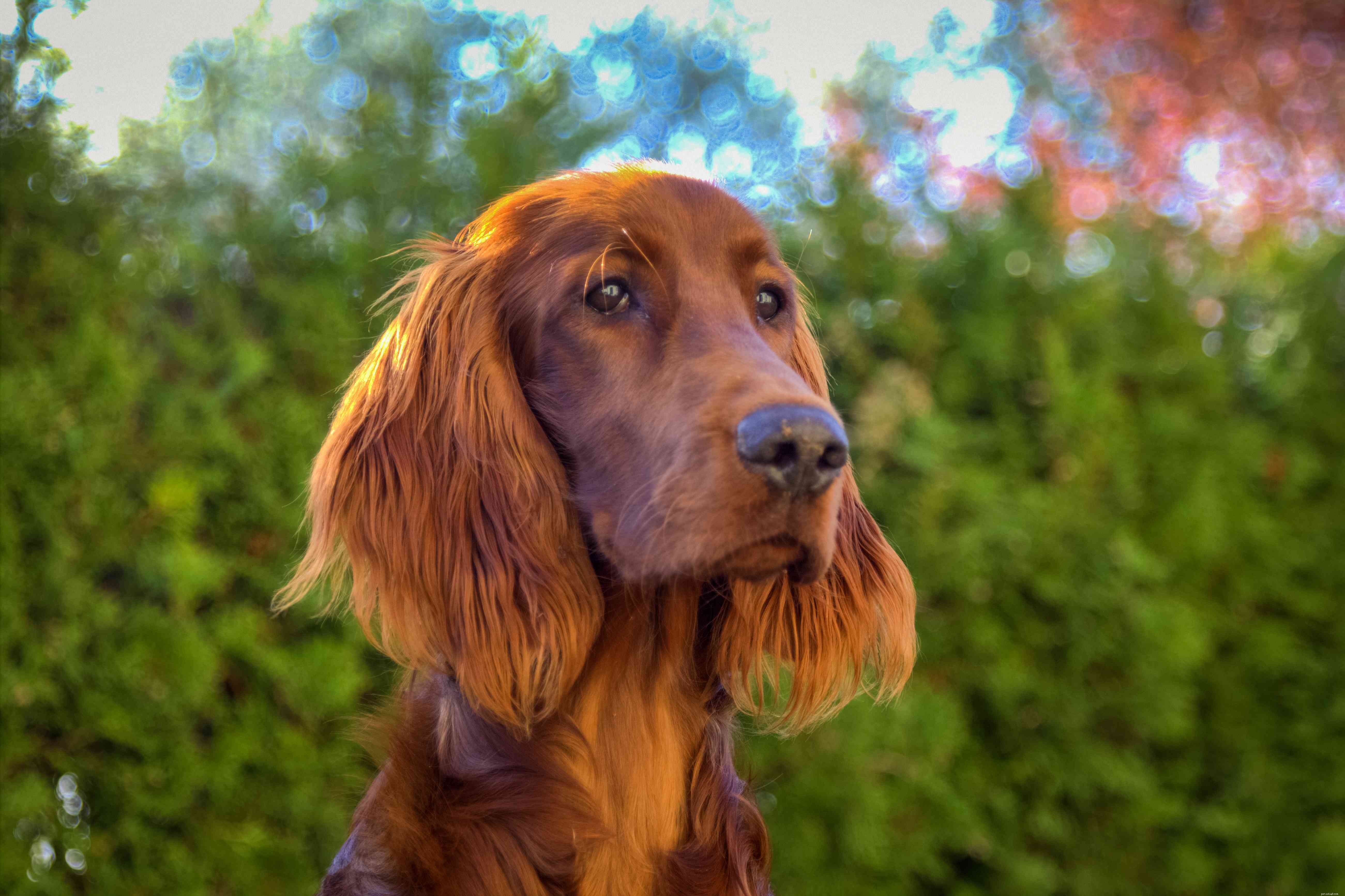 Top 10 Dog Breeds Ideal for Swimming & Water Adventures