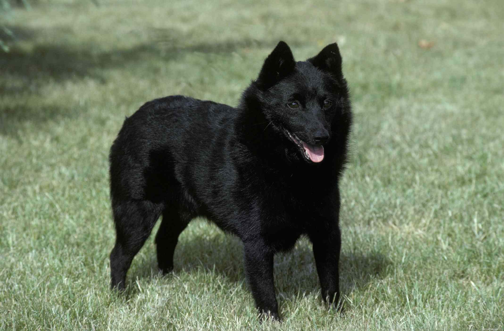 Top 10 Dog Breeds Ideal for Swimming & Water Adventures