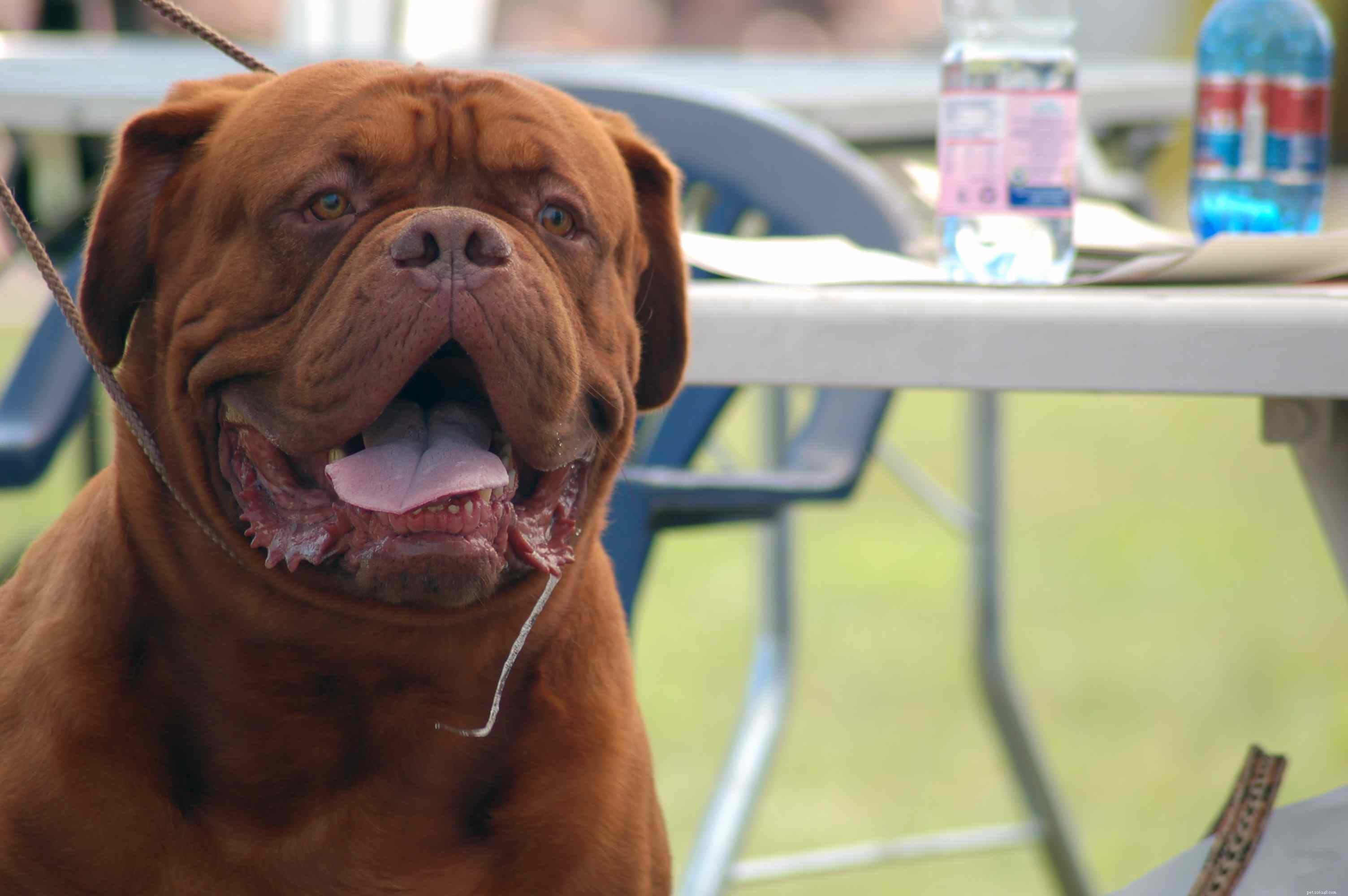 10 Dog Breeds Known for Heavy Drooling – What to Expect