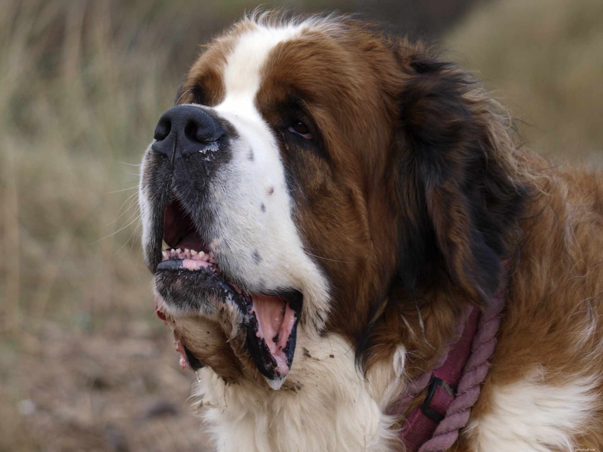 10 Dog Breeds Known for Heavy Drooling – What to Expect